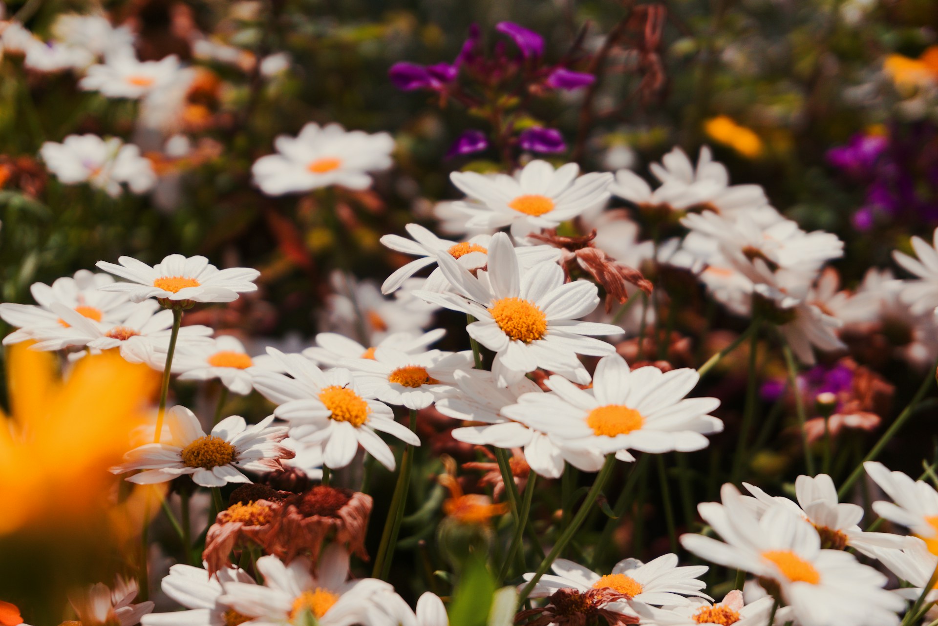 A field full of white and yellow flowers