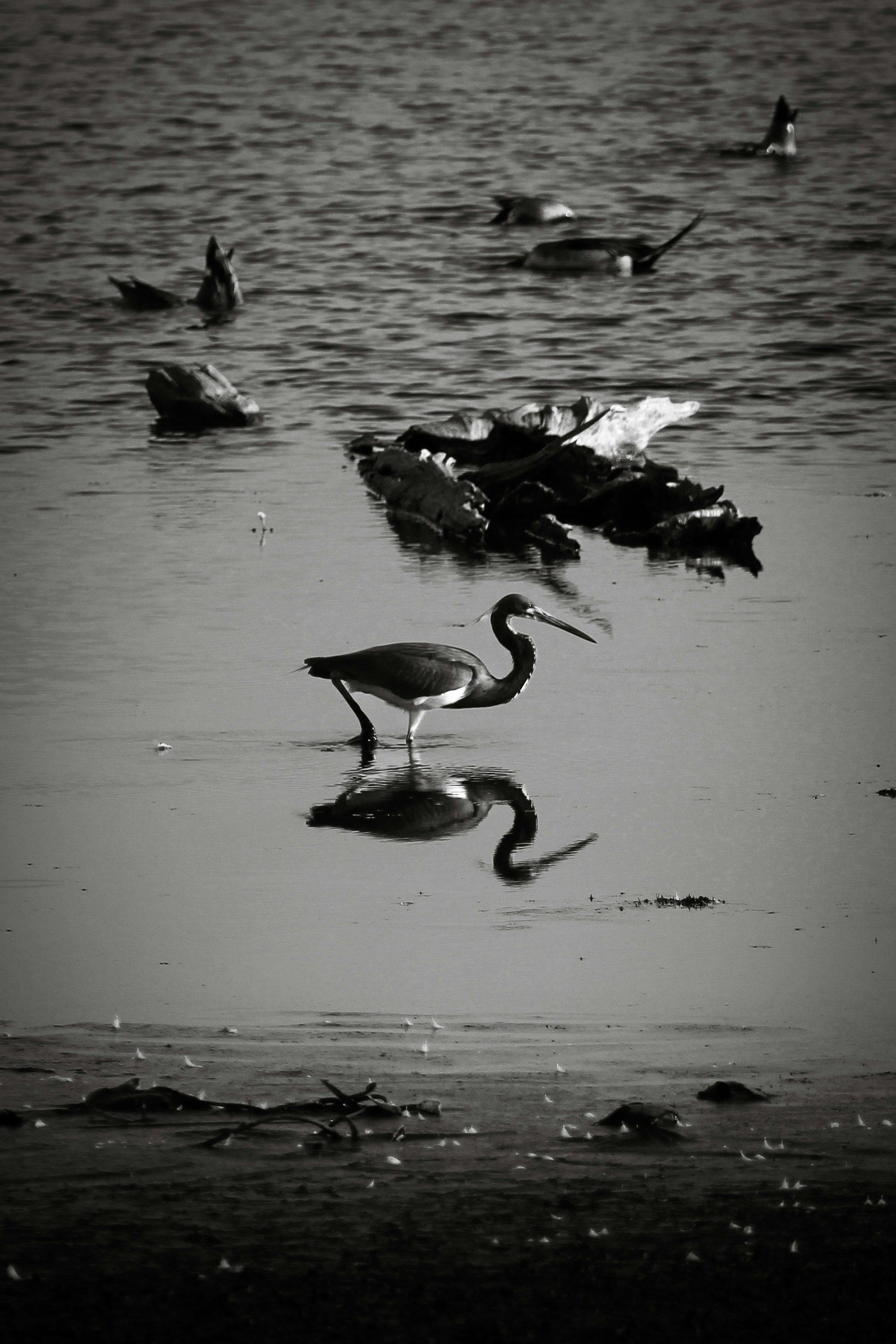 St. Mark's Basilica photo 2
