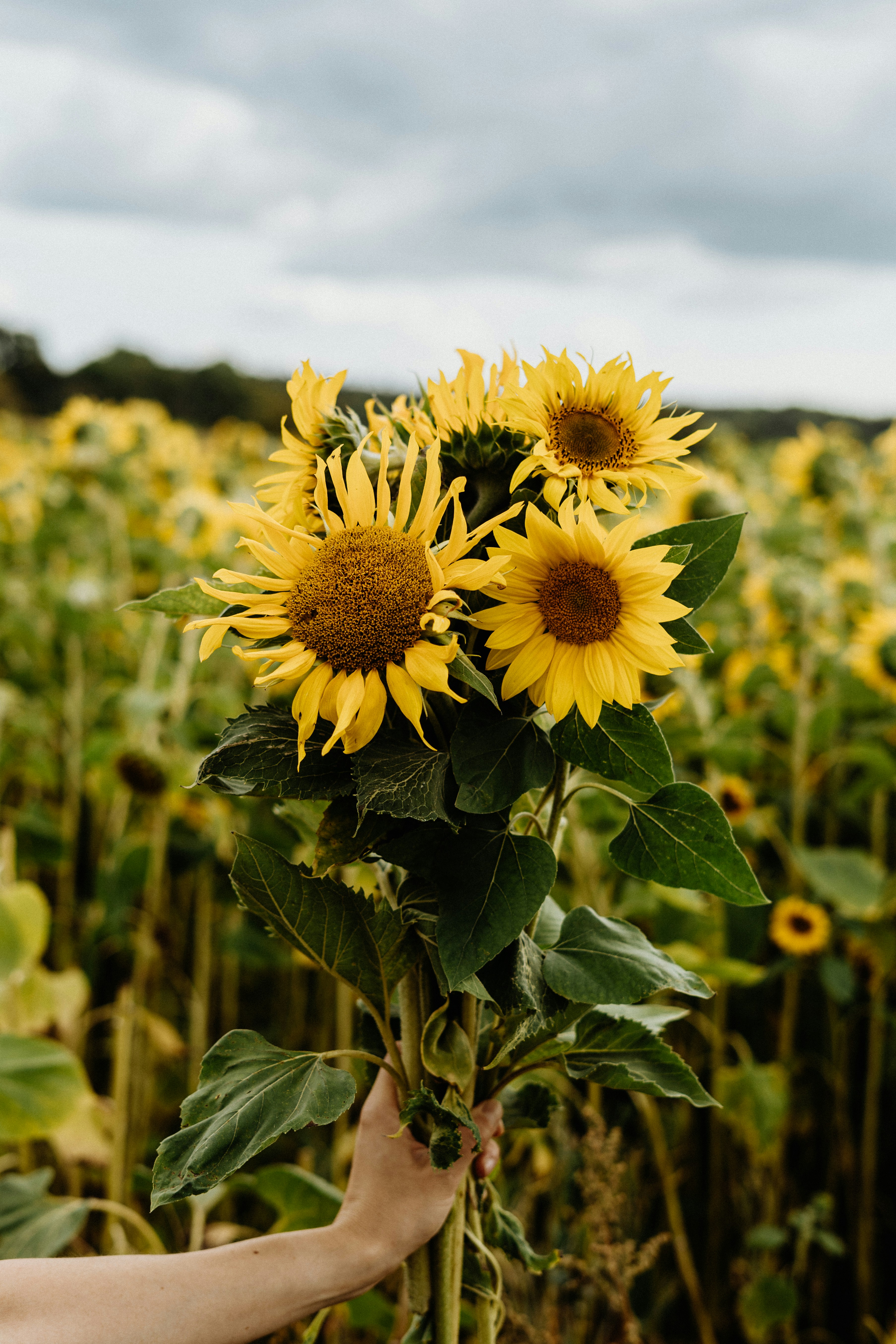 Une personne tenant un tournesol dans un champ de tournesols
