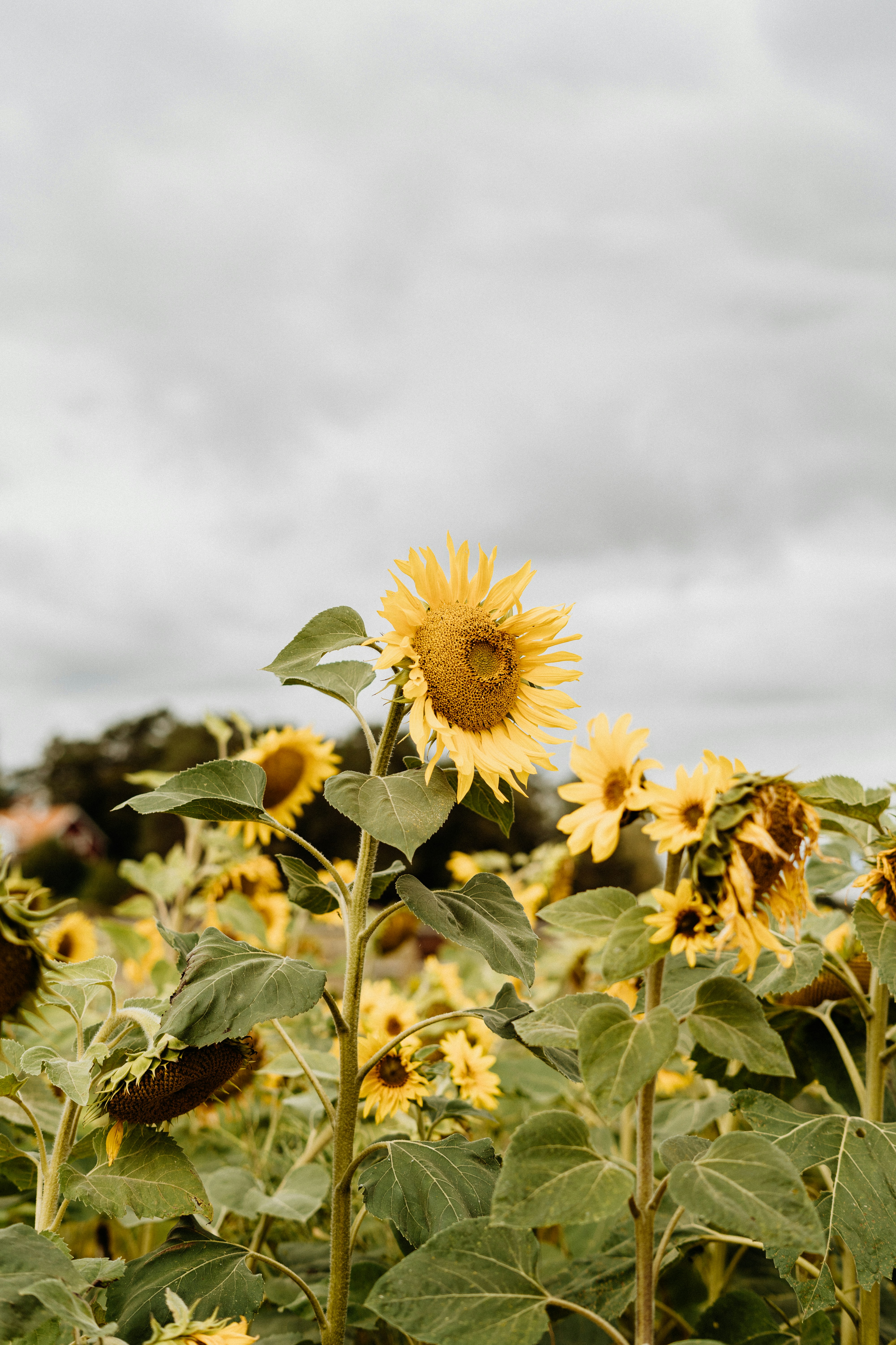 Un champ de tournesols sous un ciel nuageux