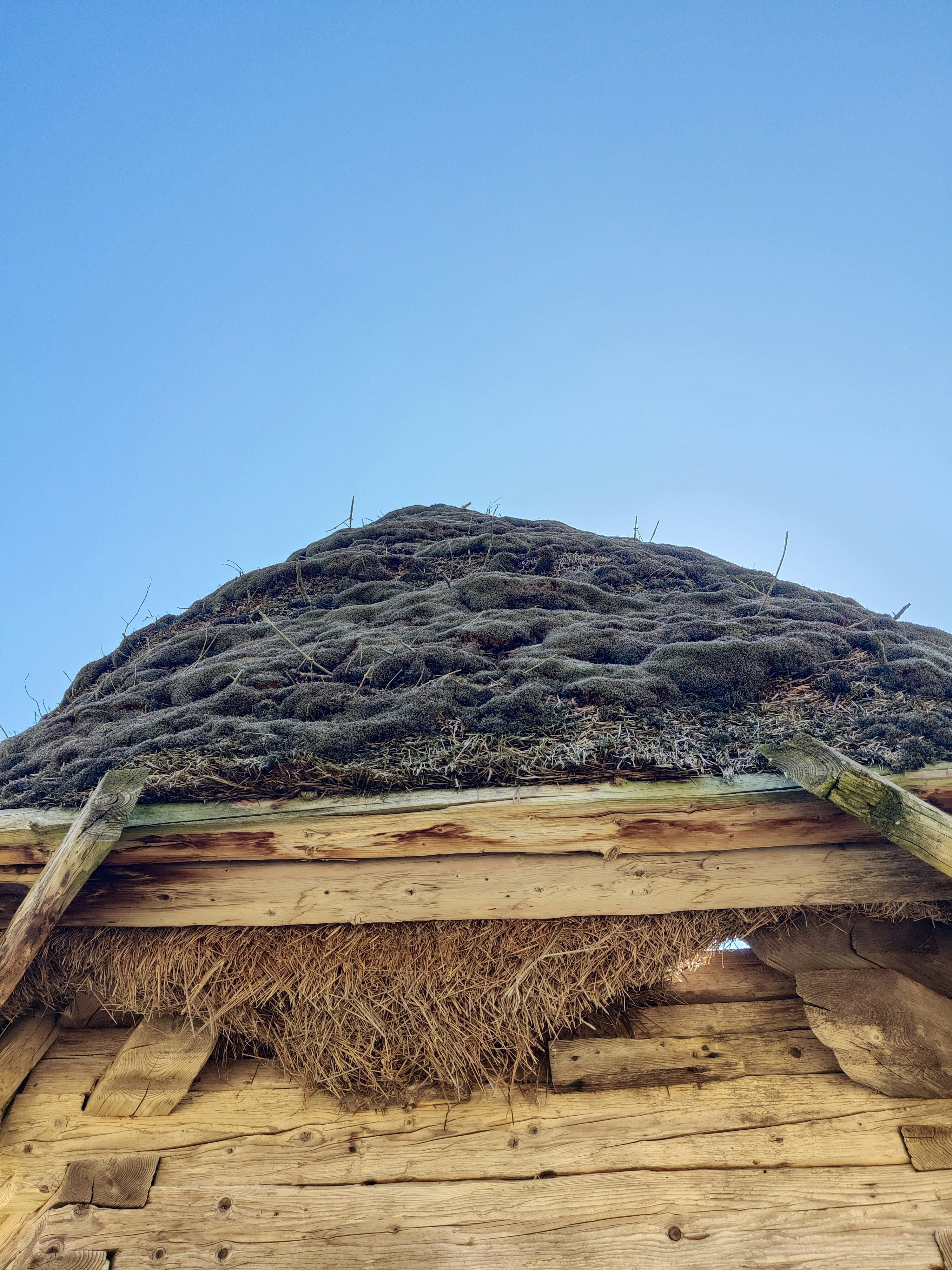 The roof of a wooden building with grass growing on it