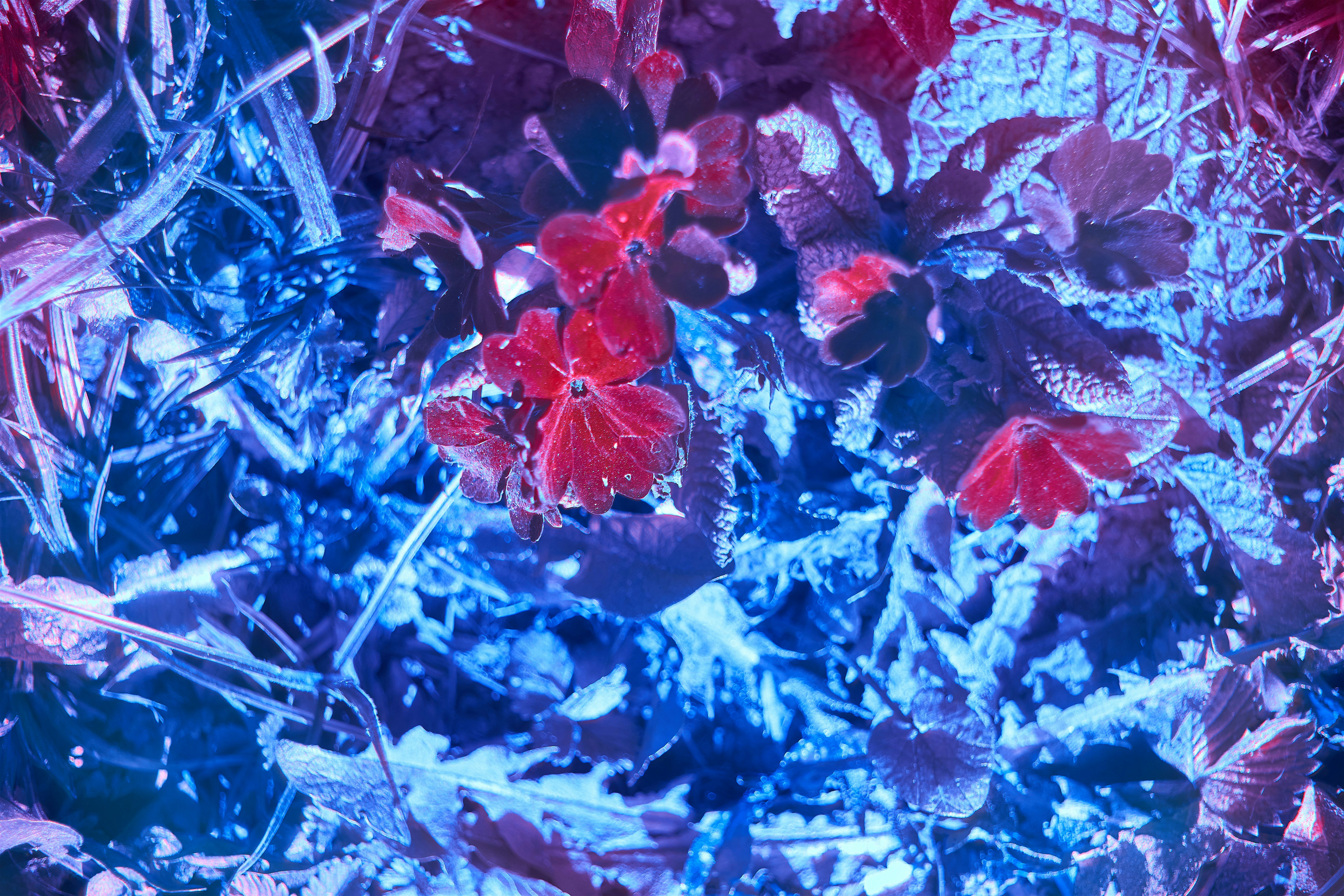 Photo by wolfgang_hasselmann