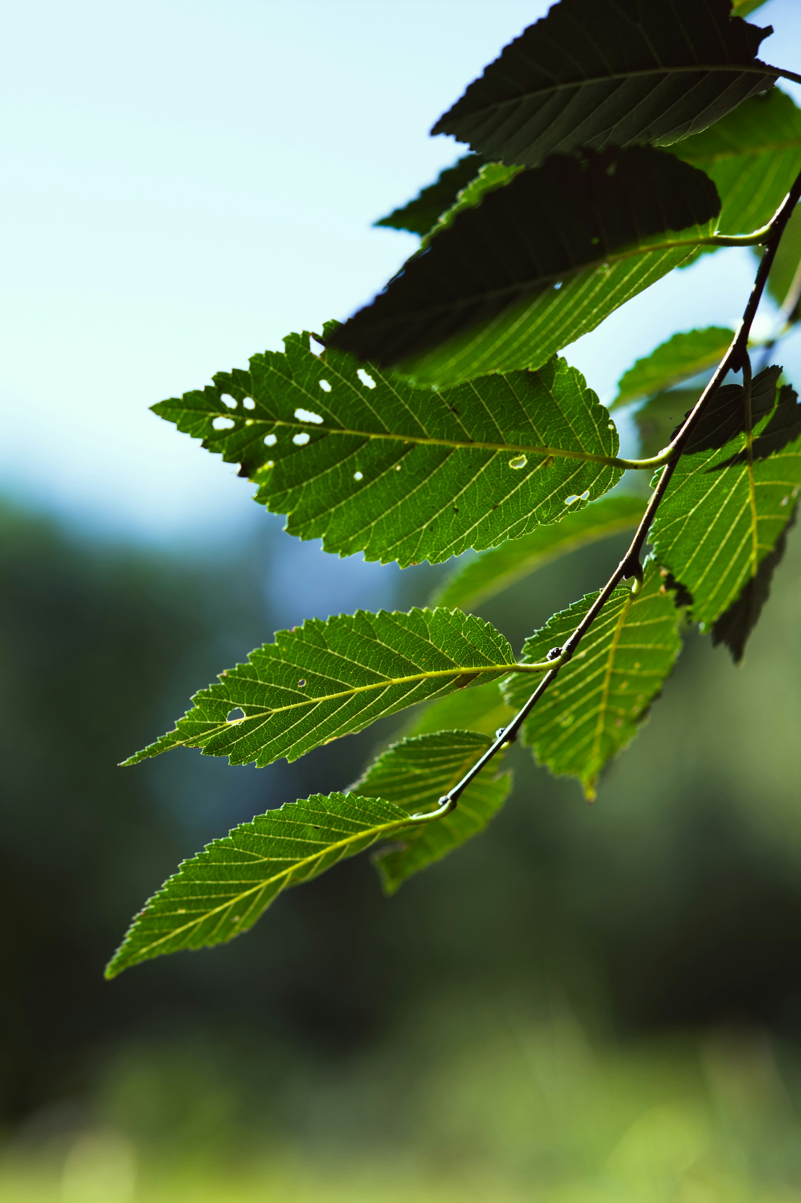 Photo by peek_a_boo_who