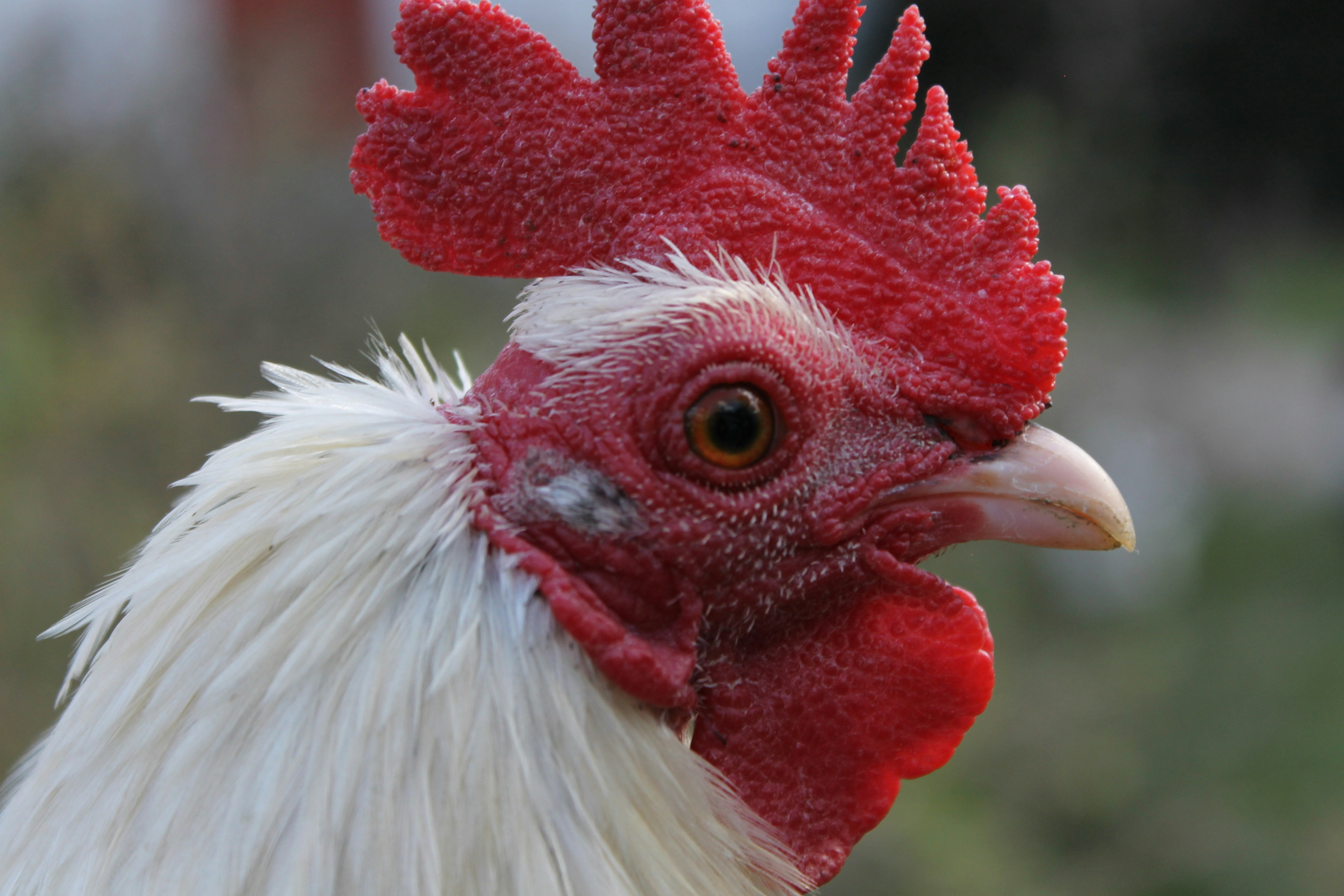 Photo by koraykaramanoglu