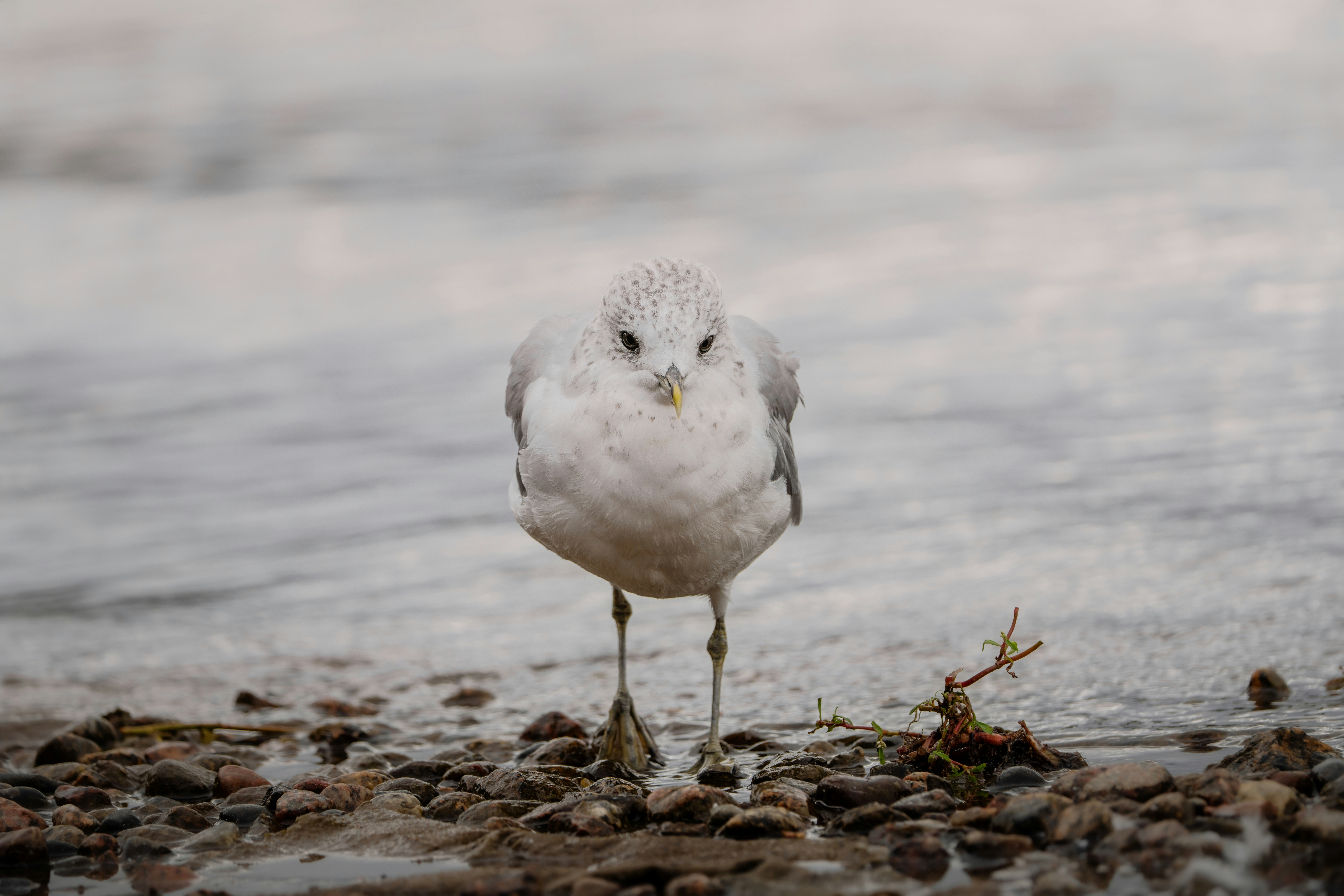 Photo by ronan_hello