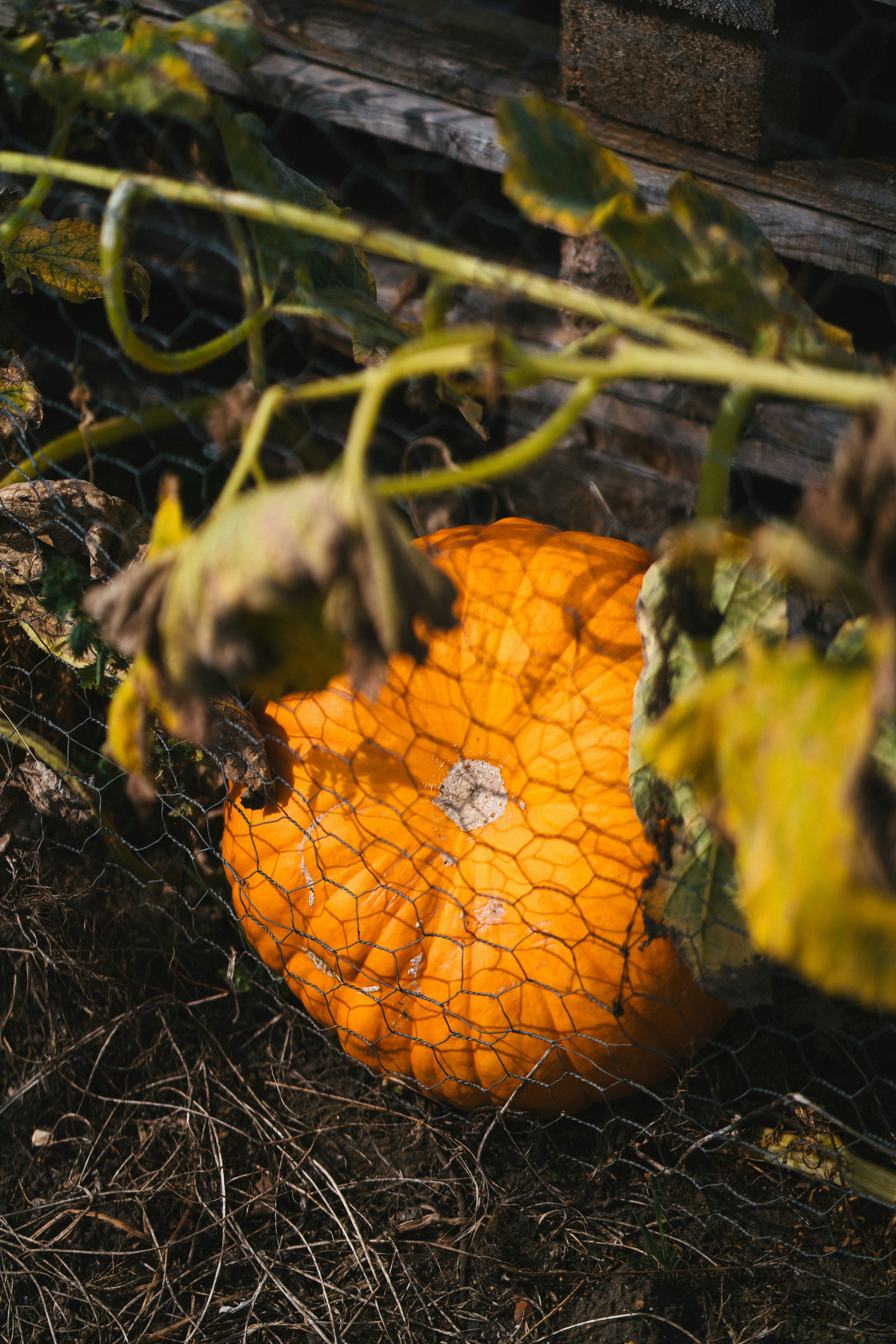 Photo by philhearing