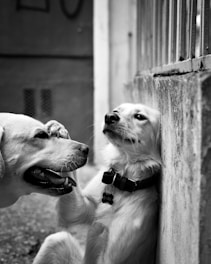 A black and white photo of two dogs