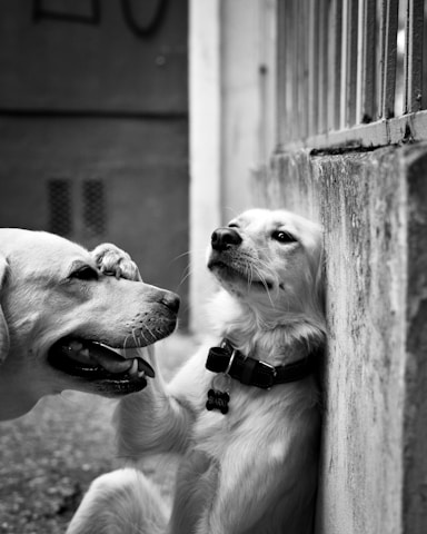 A black and white photo of two dogs