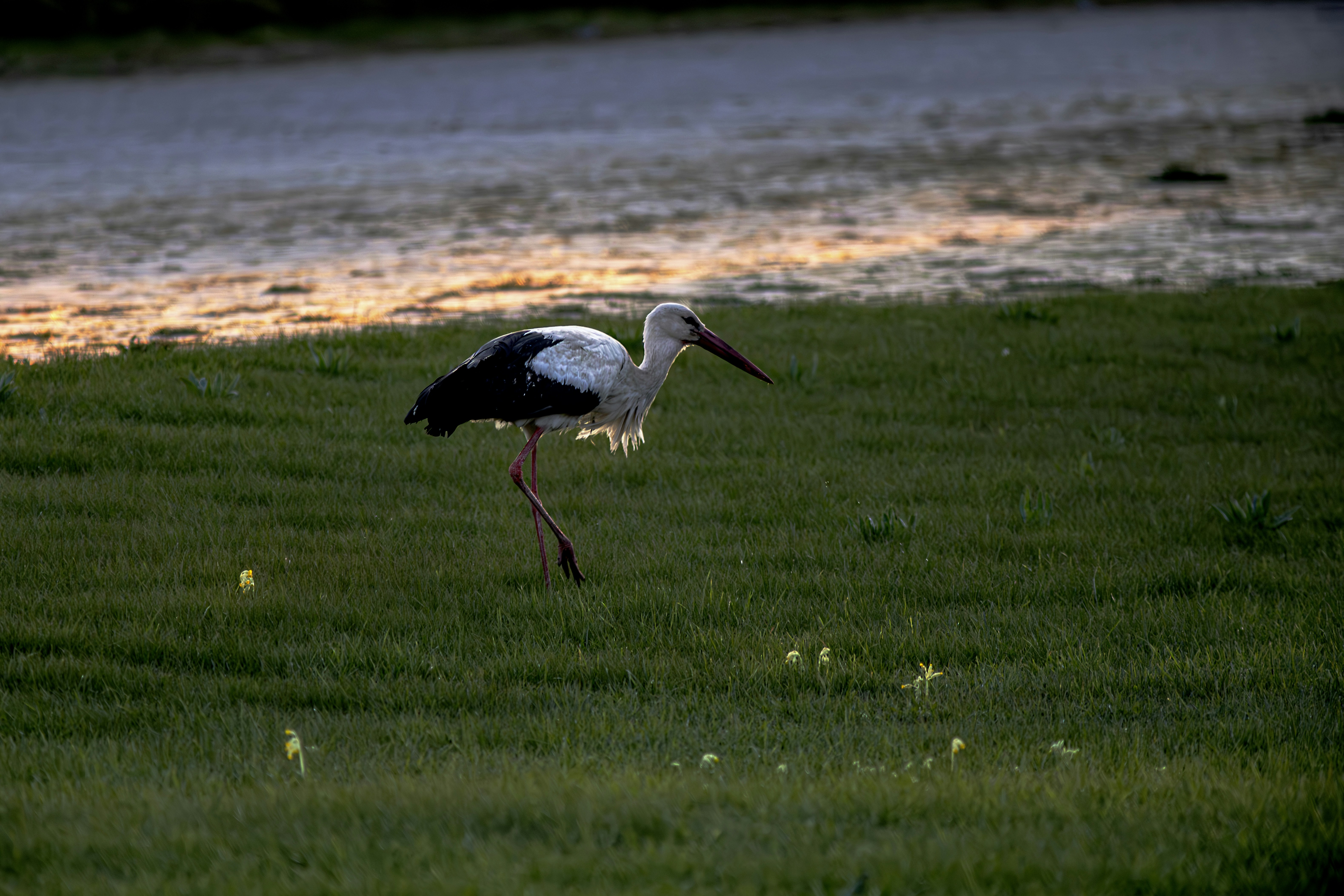 Photo by erik_karits