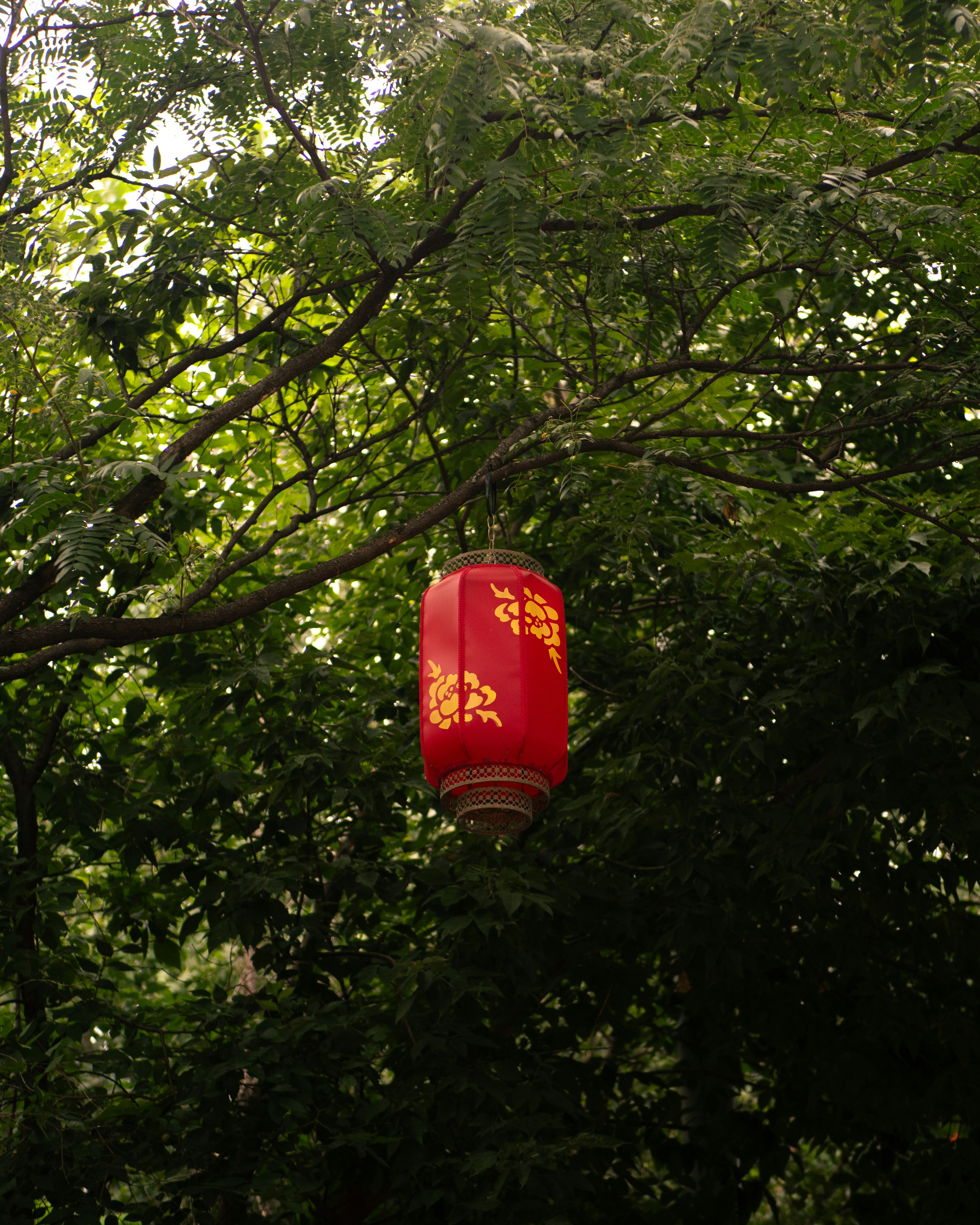 A red lantern hanging from a tree in a forest