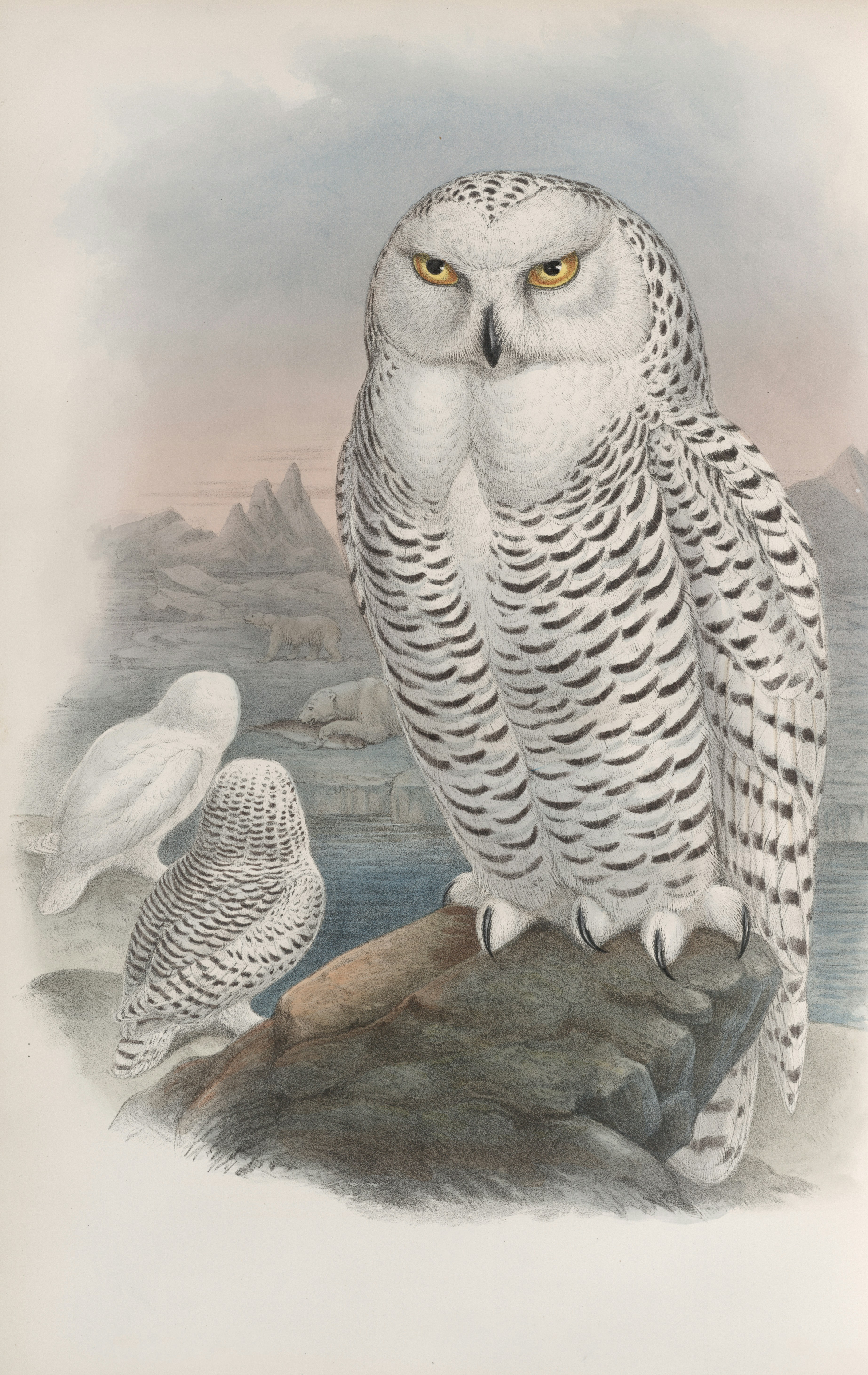 Three snowy owls perched on a rocky shore