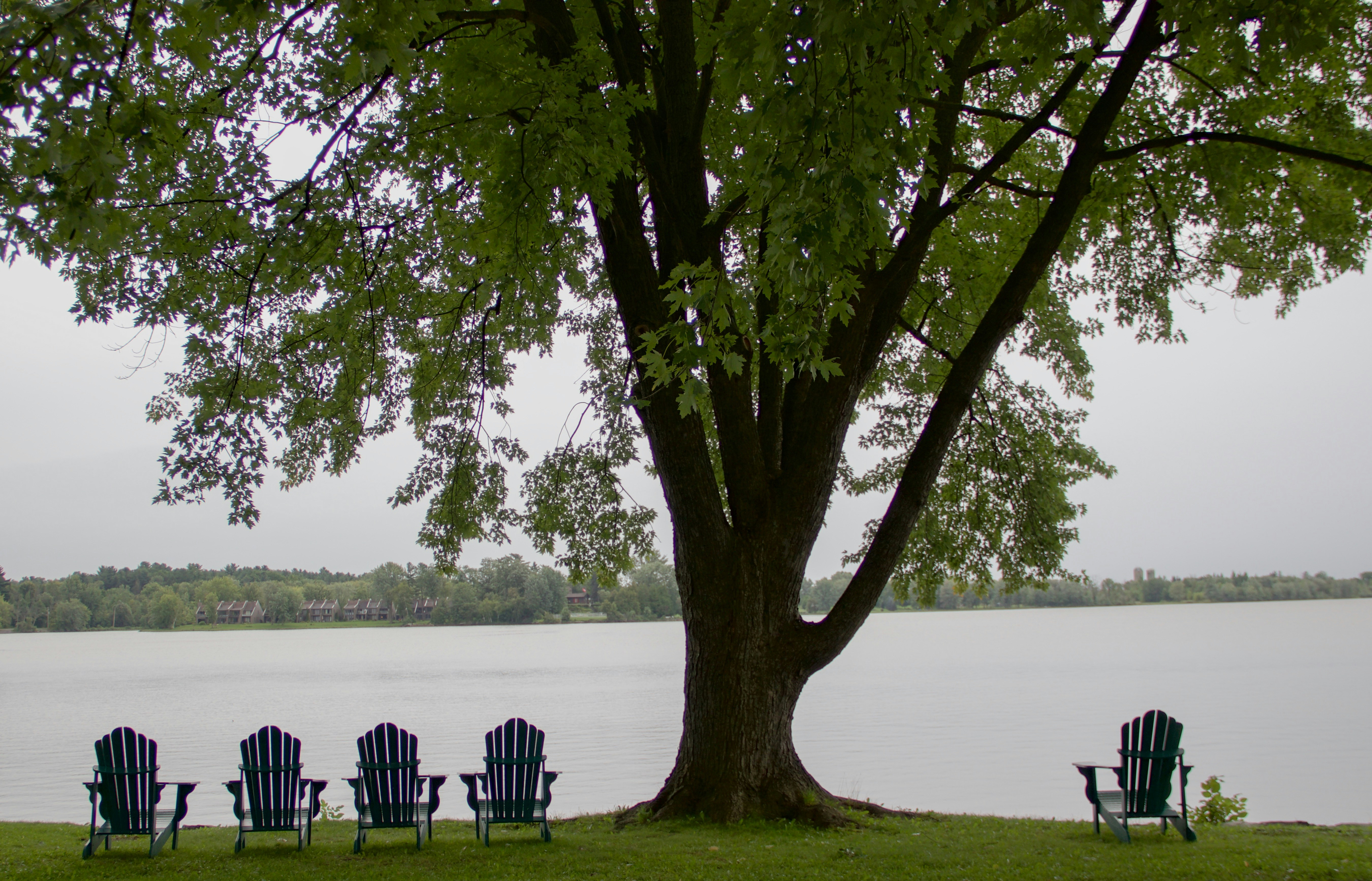 A group of lawn chairs sitting under a tree next to a lake