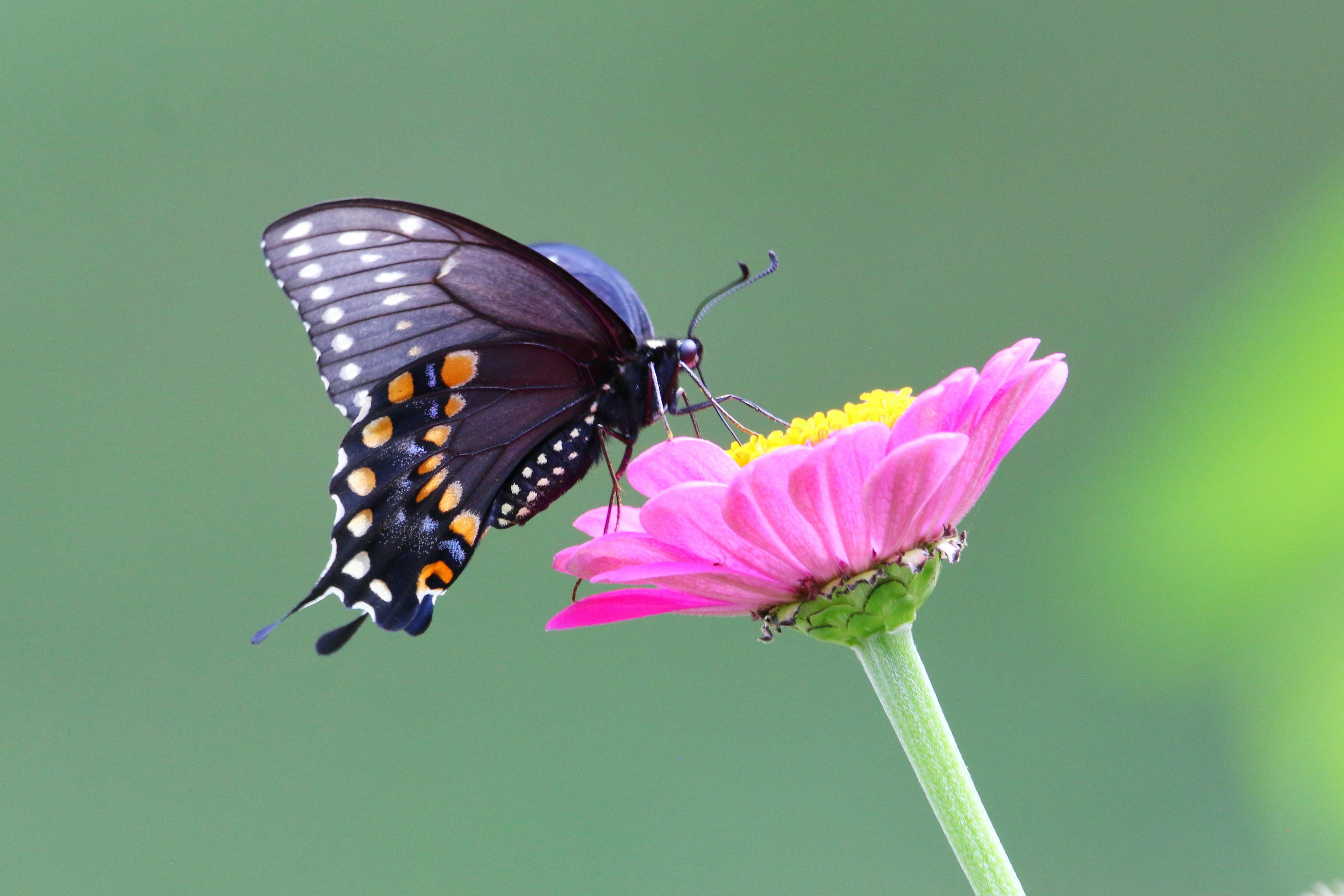 Photo by goldenplover31