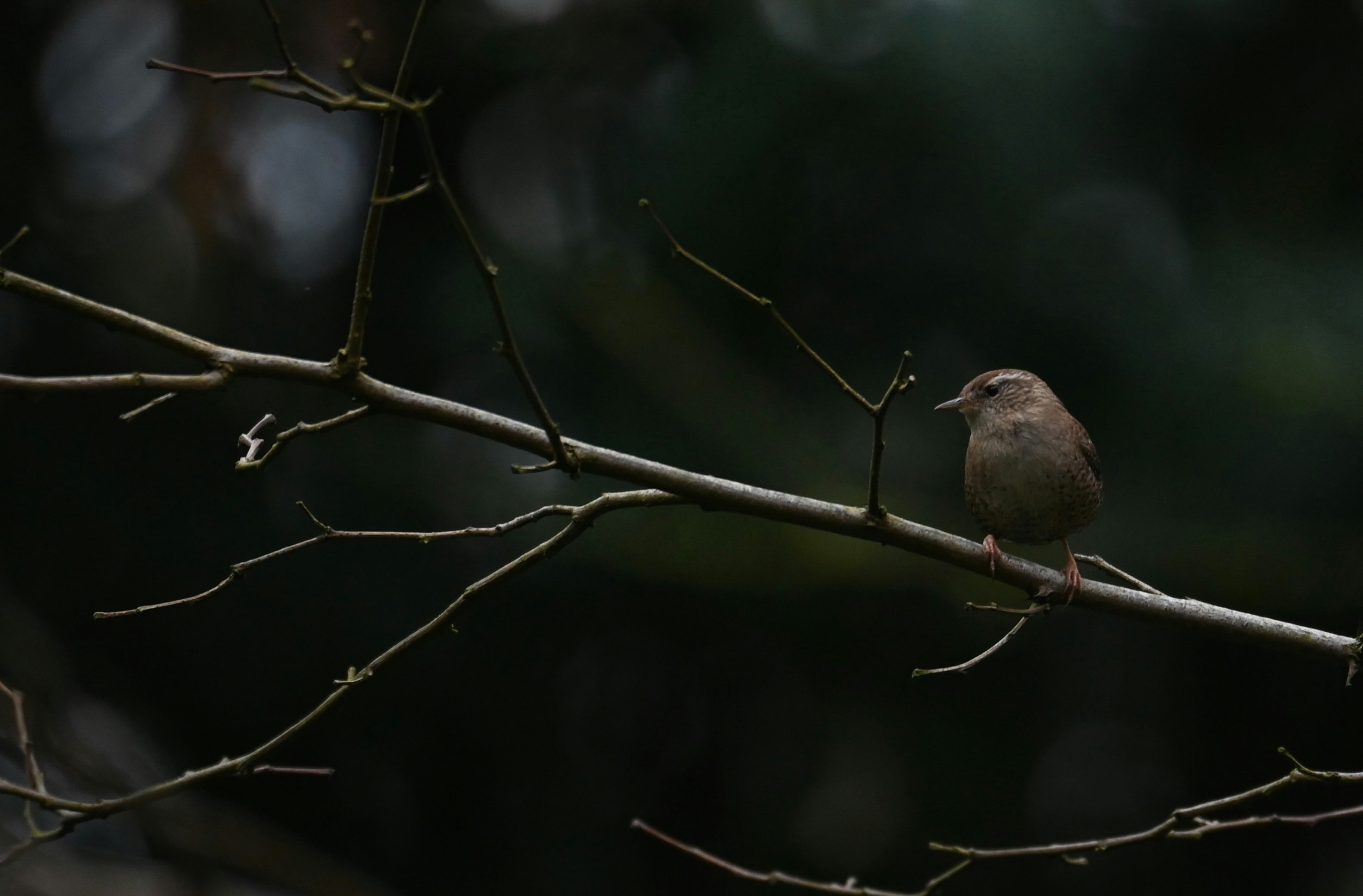 Photo by jeandekindt