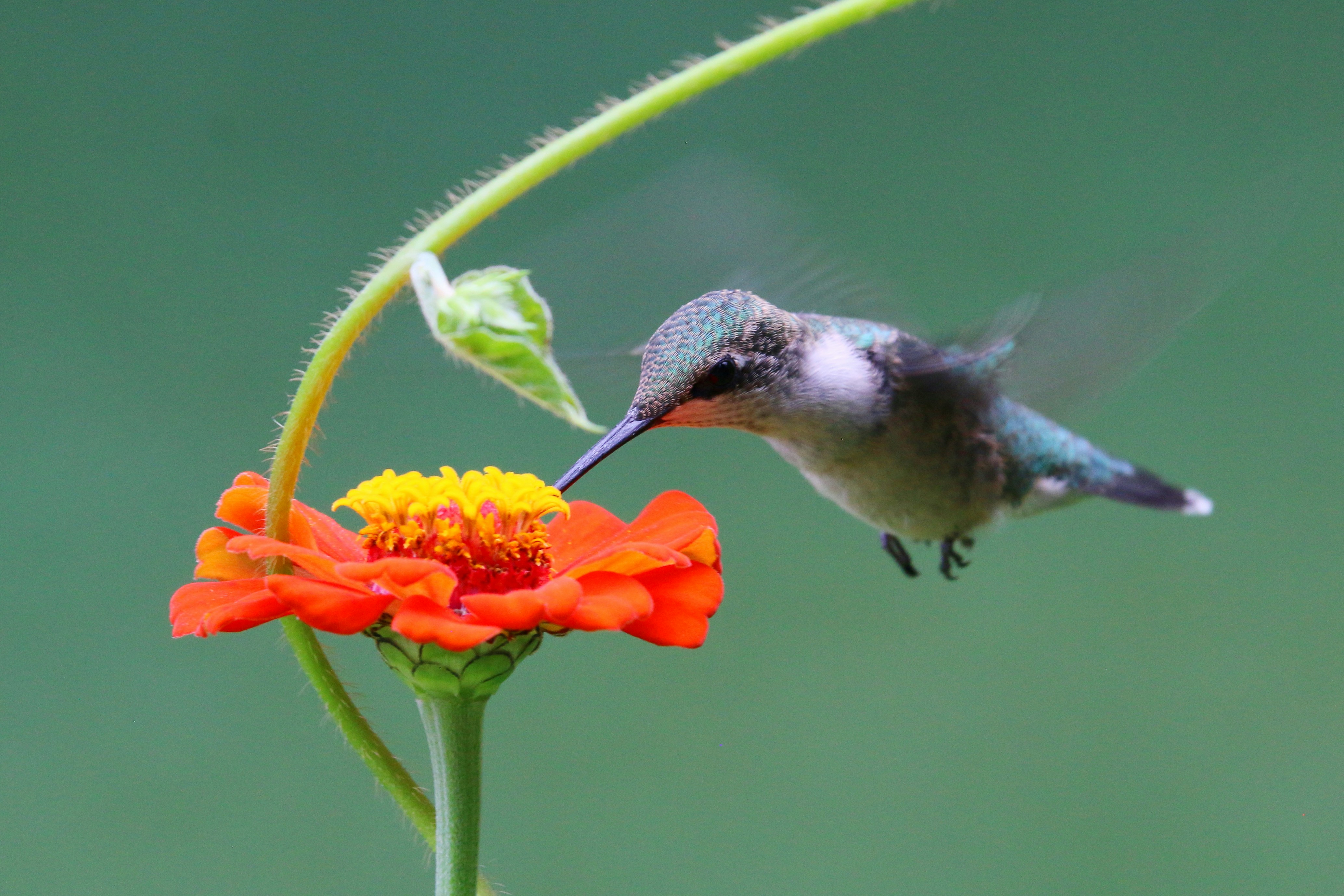 Photo by goldenplover31