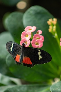 A black and red butterfly sitting on a pink flower