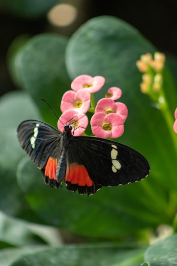 A black and red butterfly sitting on a pink flower