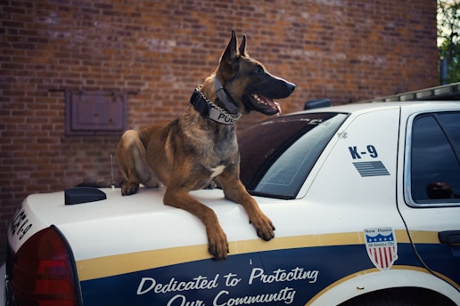 Police dogs