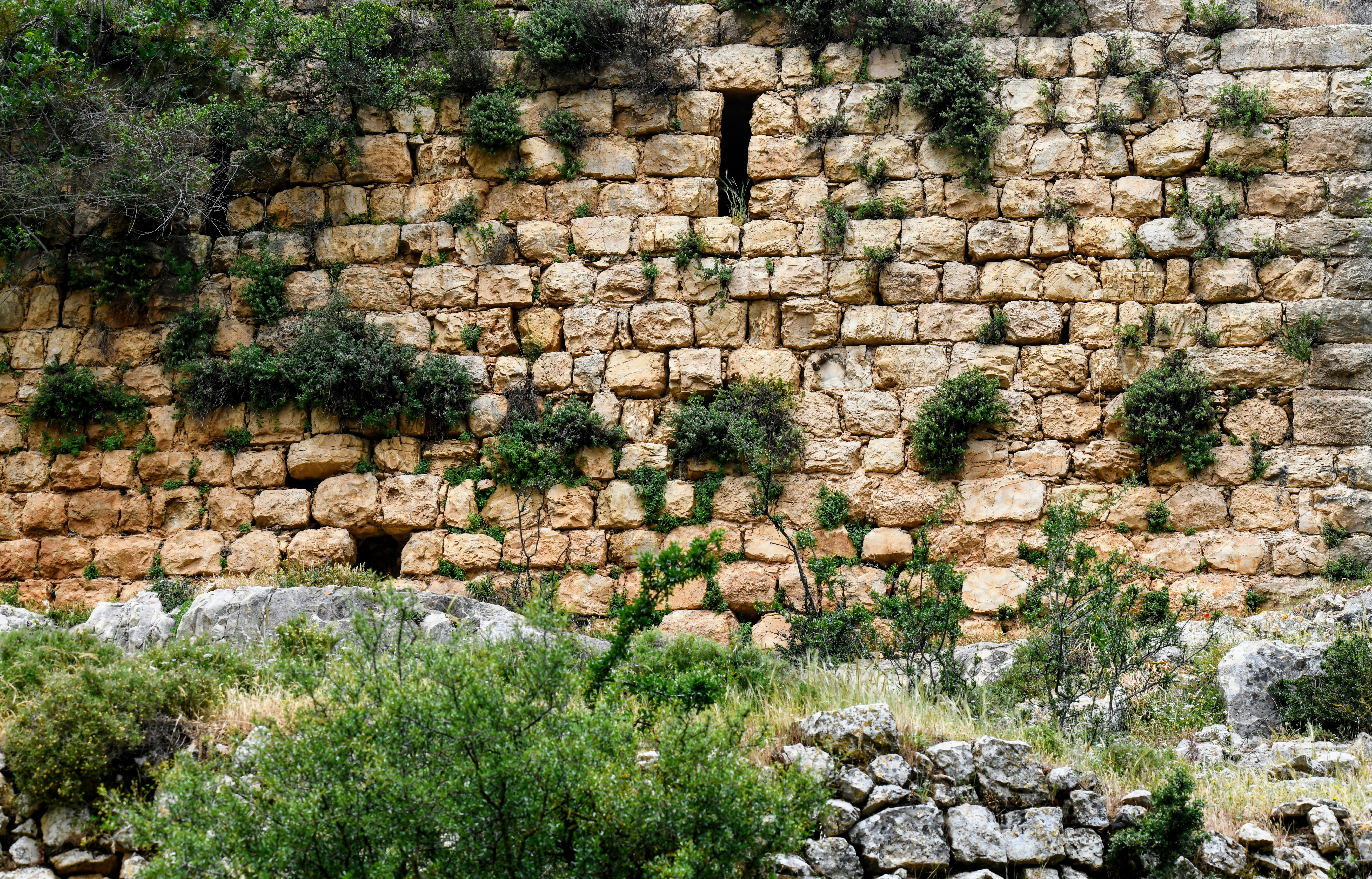 On a walk I came across an old ruins of a buildings wall vibrant full of life and thriving with so many different patterns and textures. The wall dates back nearly five hundred years.