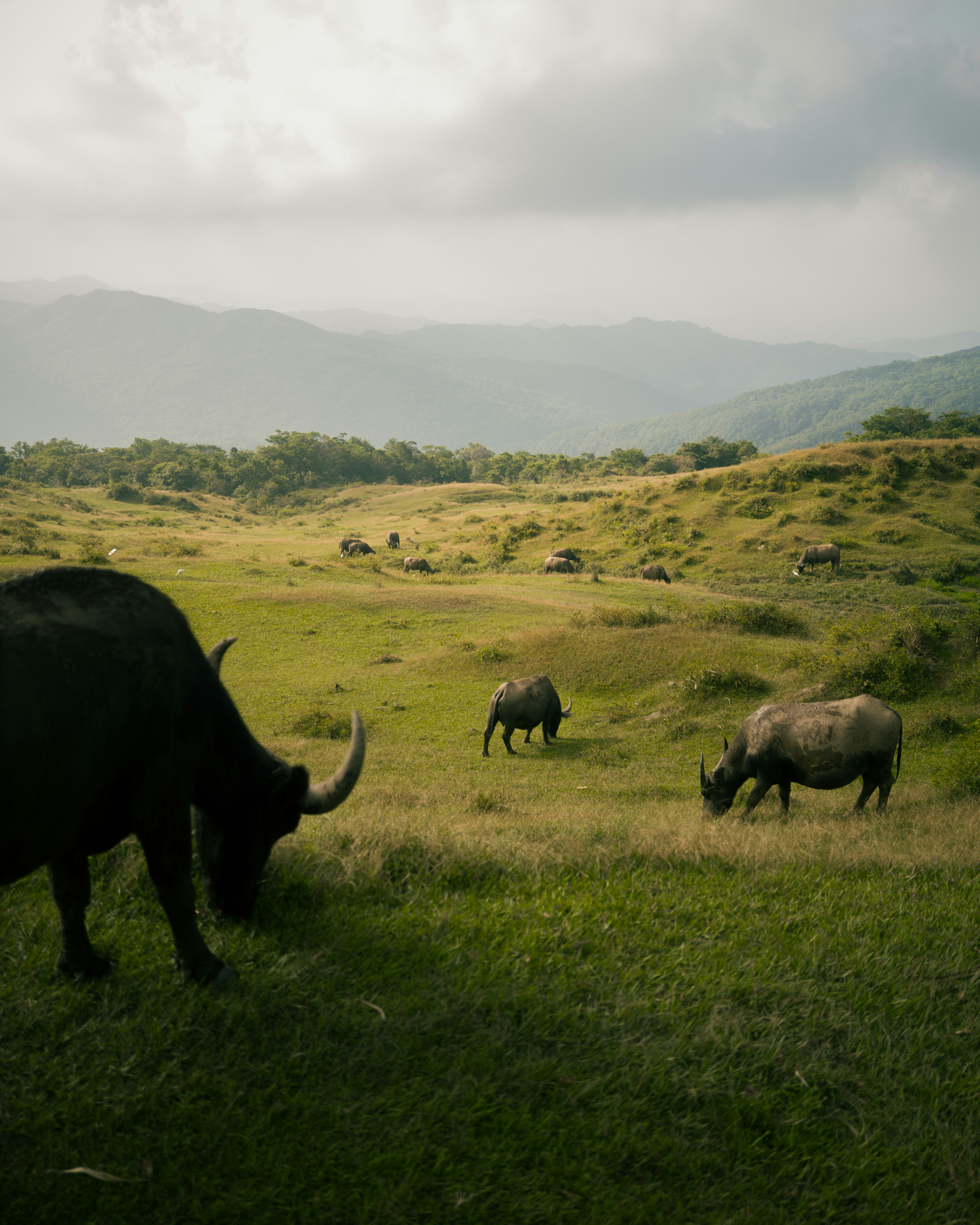Eine Herde von Tieren, die auf einer saftig grünen Wiese grasen
