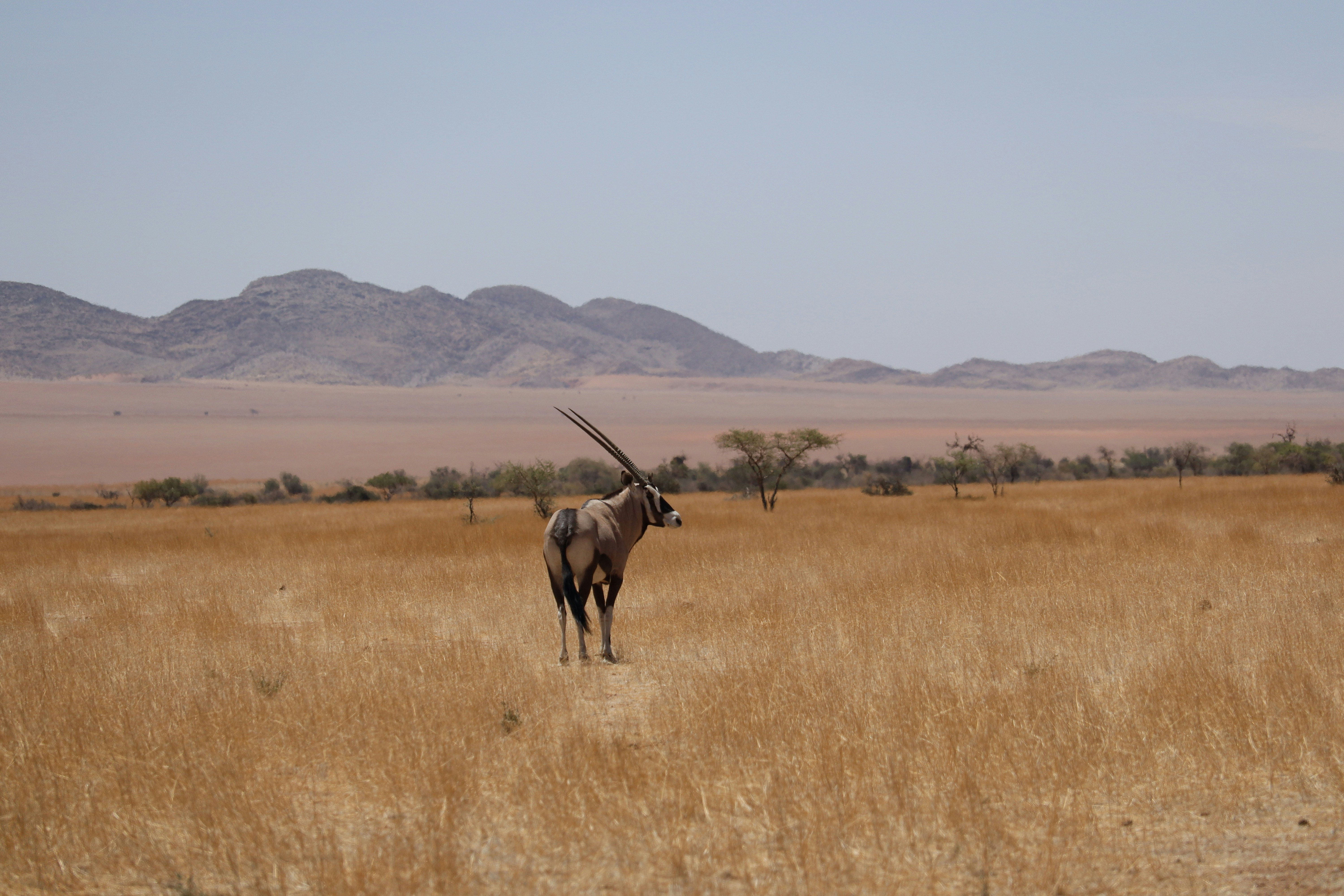 Addax Antelope: Sahara's Vanishing Nomads (image credits: unsplash)