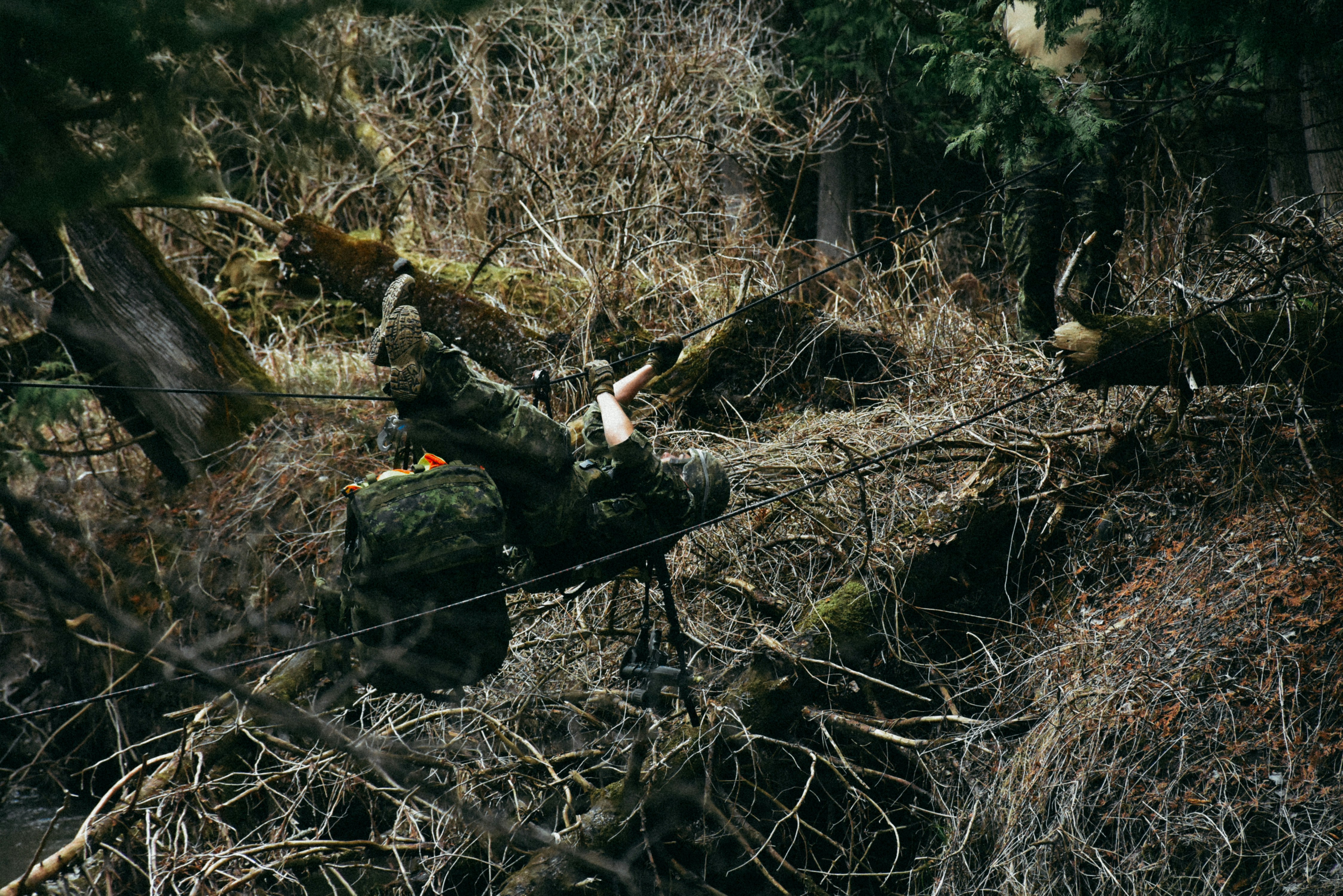 Ein Bär, der im Wald steht