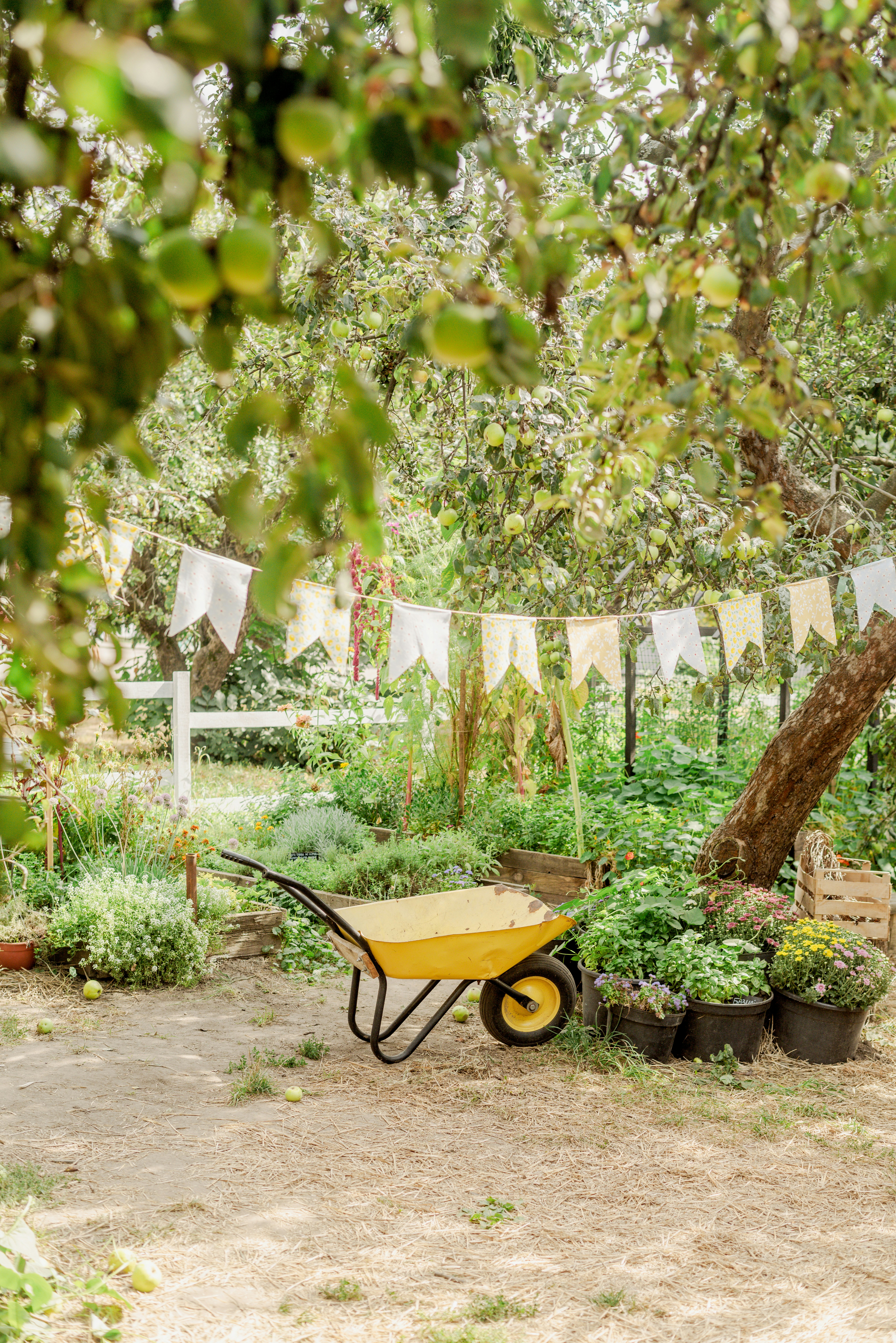 A wheelbarrow in the middle of a garden