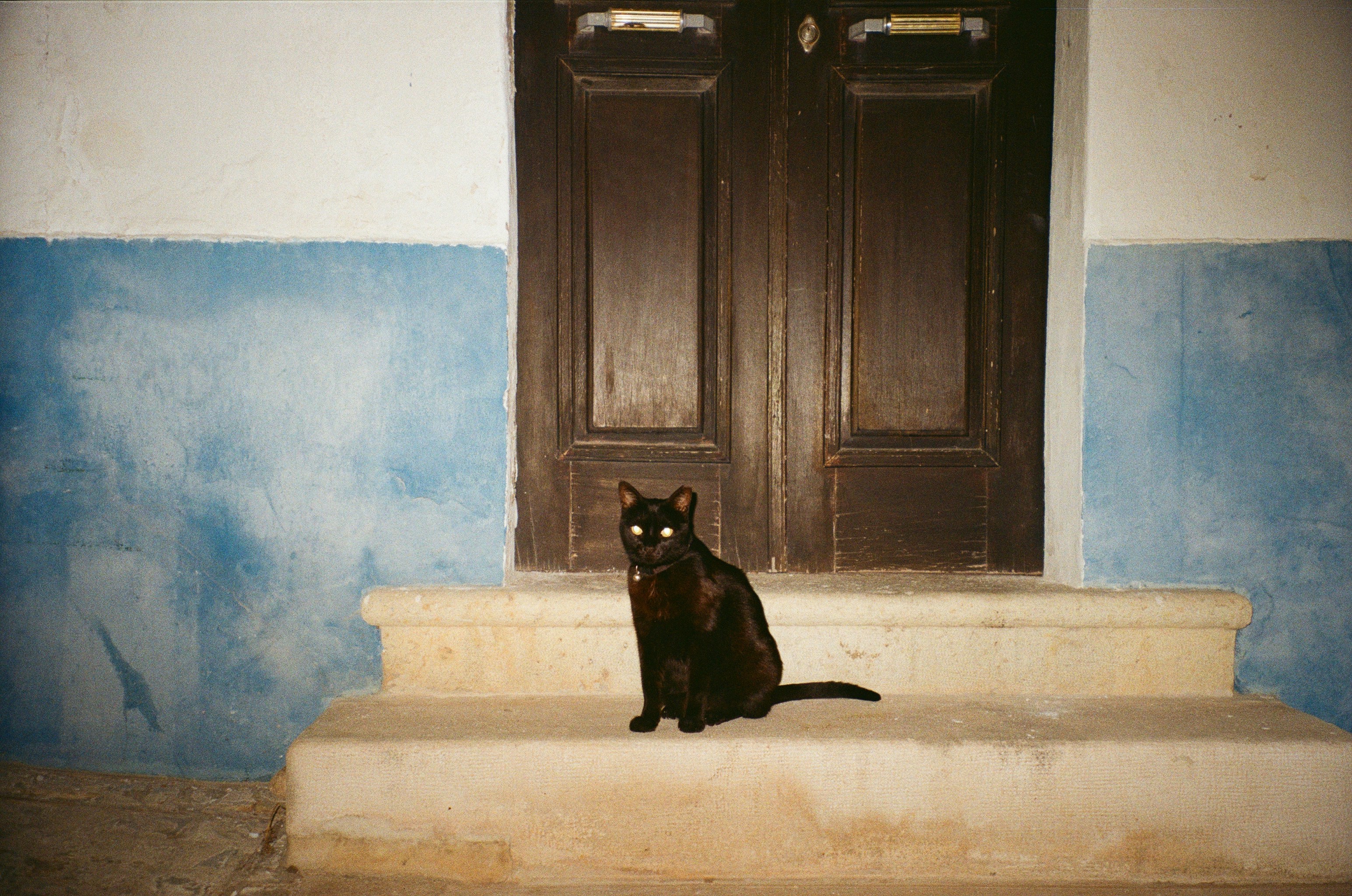 Sweet Temperament, Steadfast Heart (image credits: unsplash)