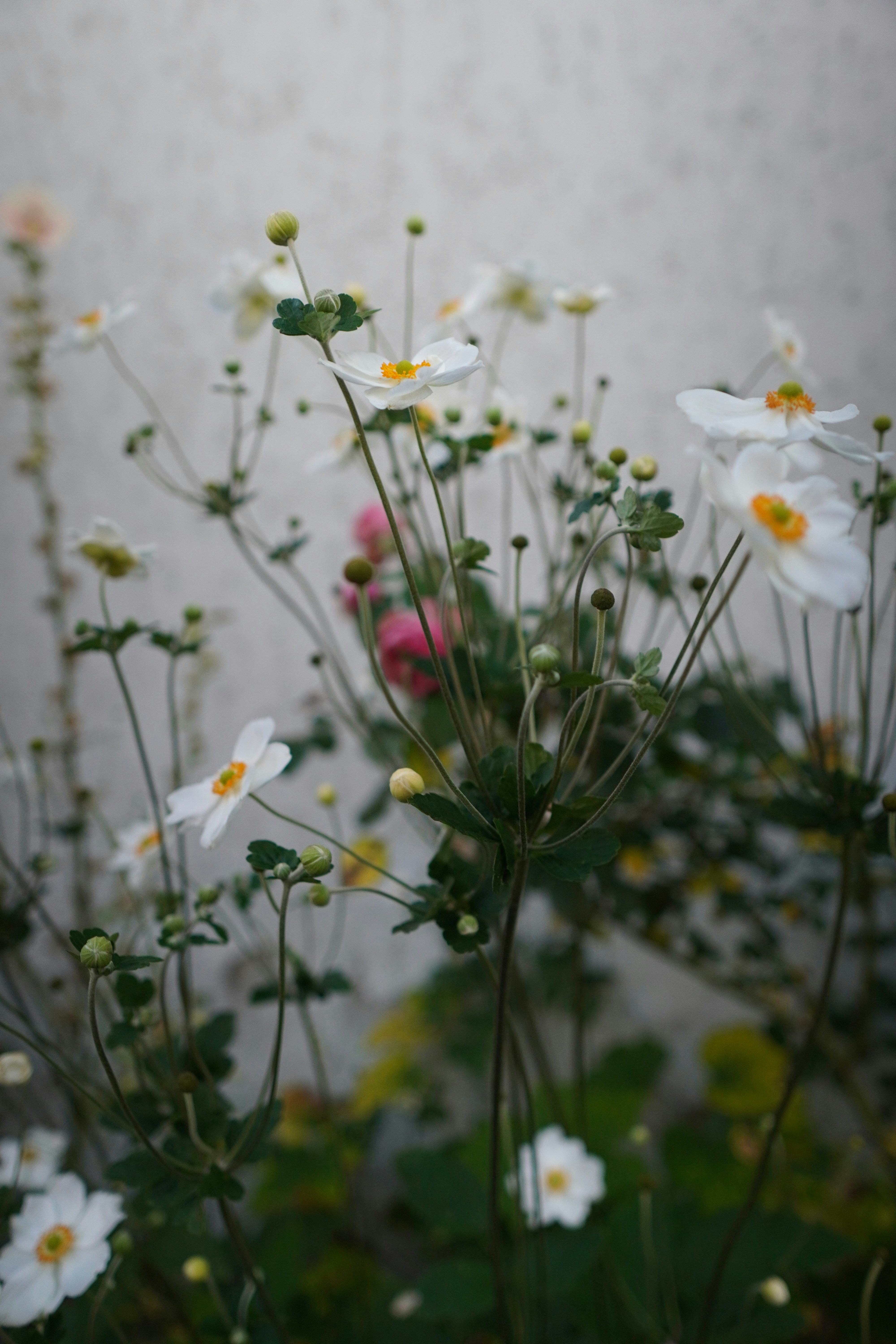A bunch of flowers that are by a wall photo – Free Flower Image on Unsplash