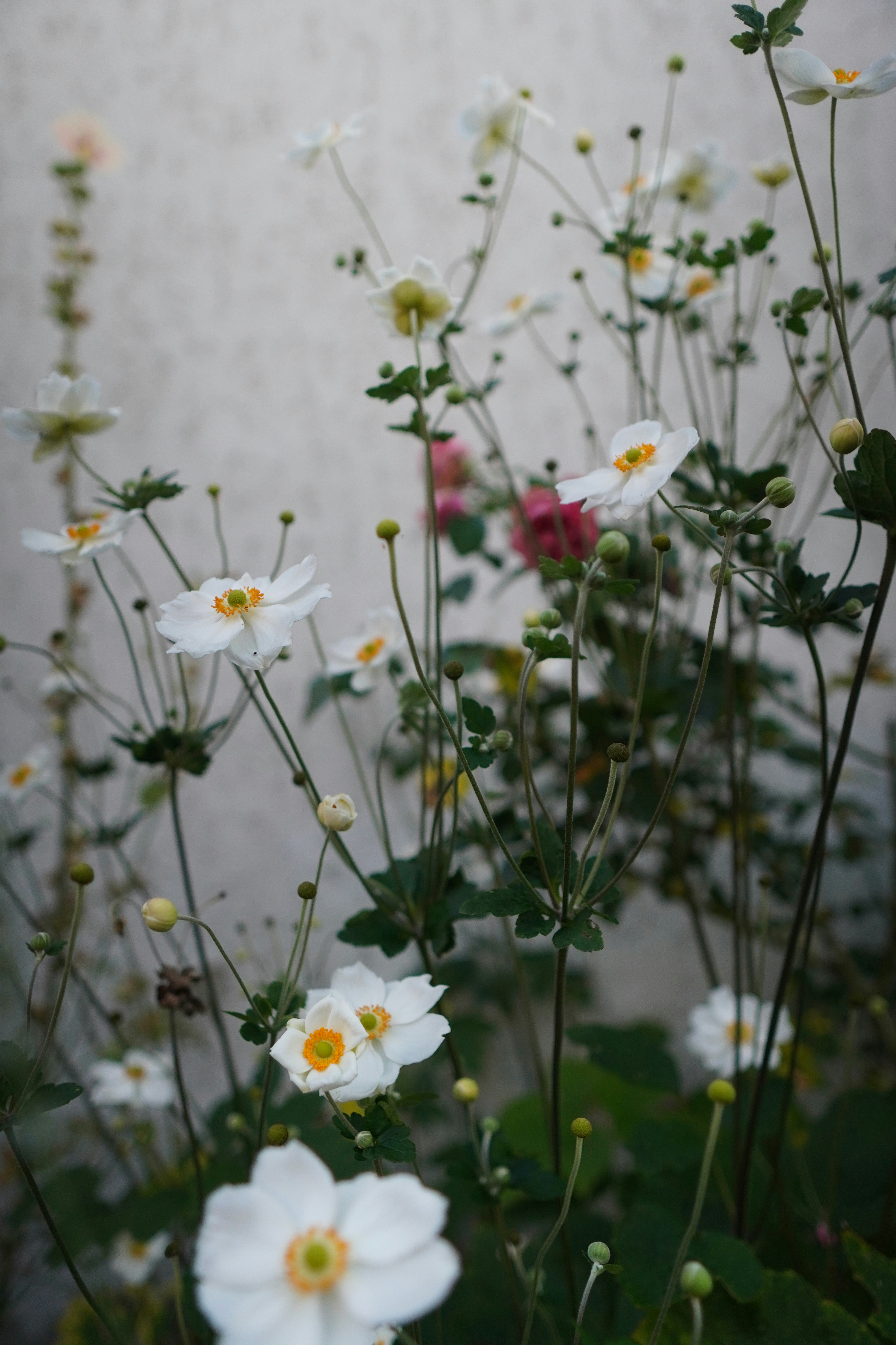 Blooming Grounds Menu