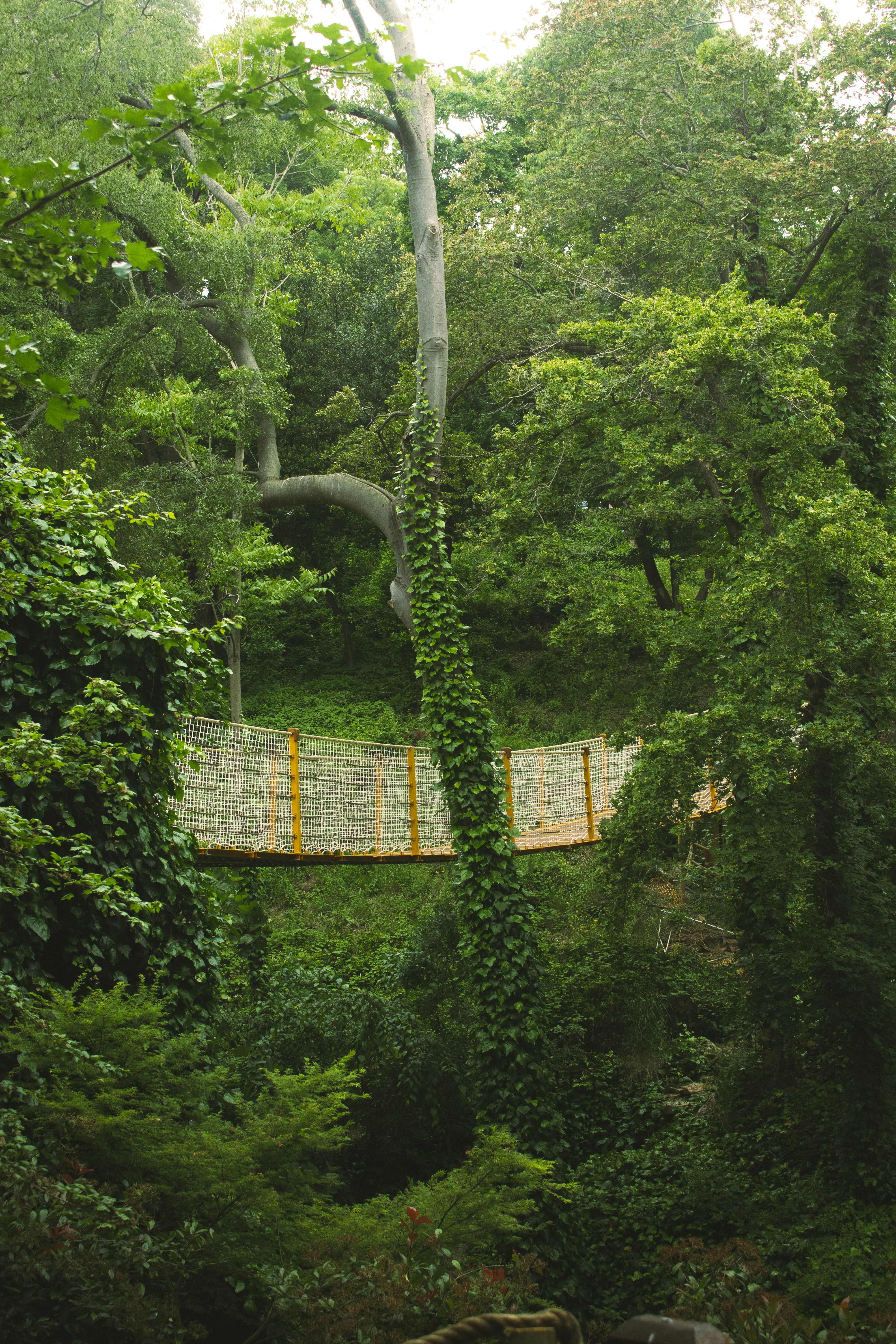 A lush green forest filled with lots of trees