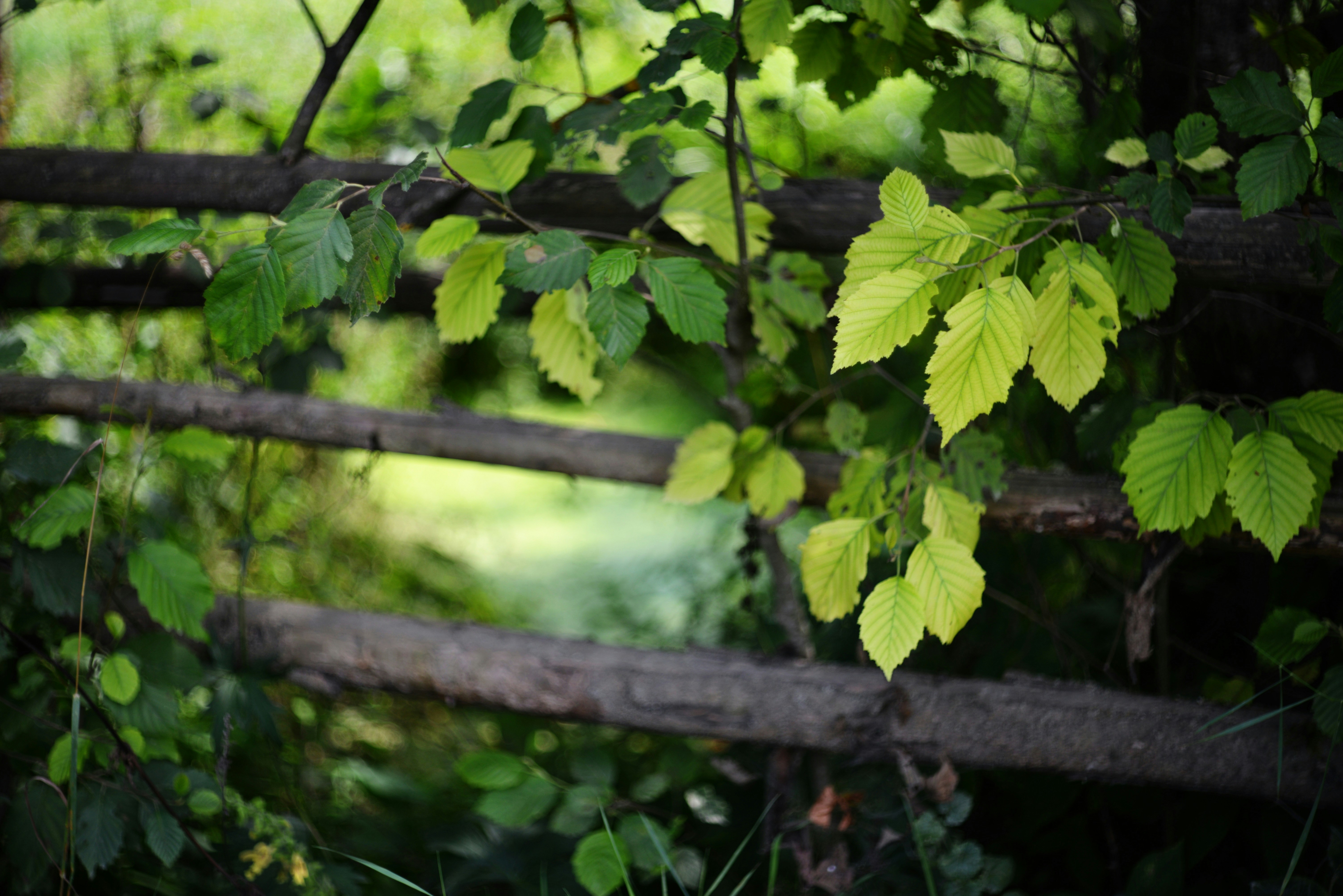 Photo by cherstve_pechivo