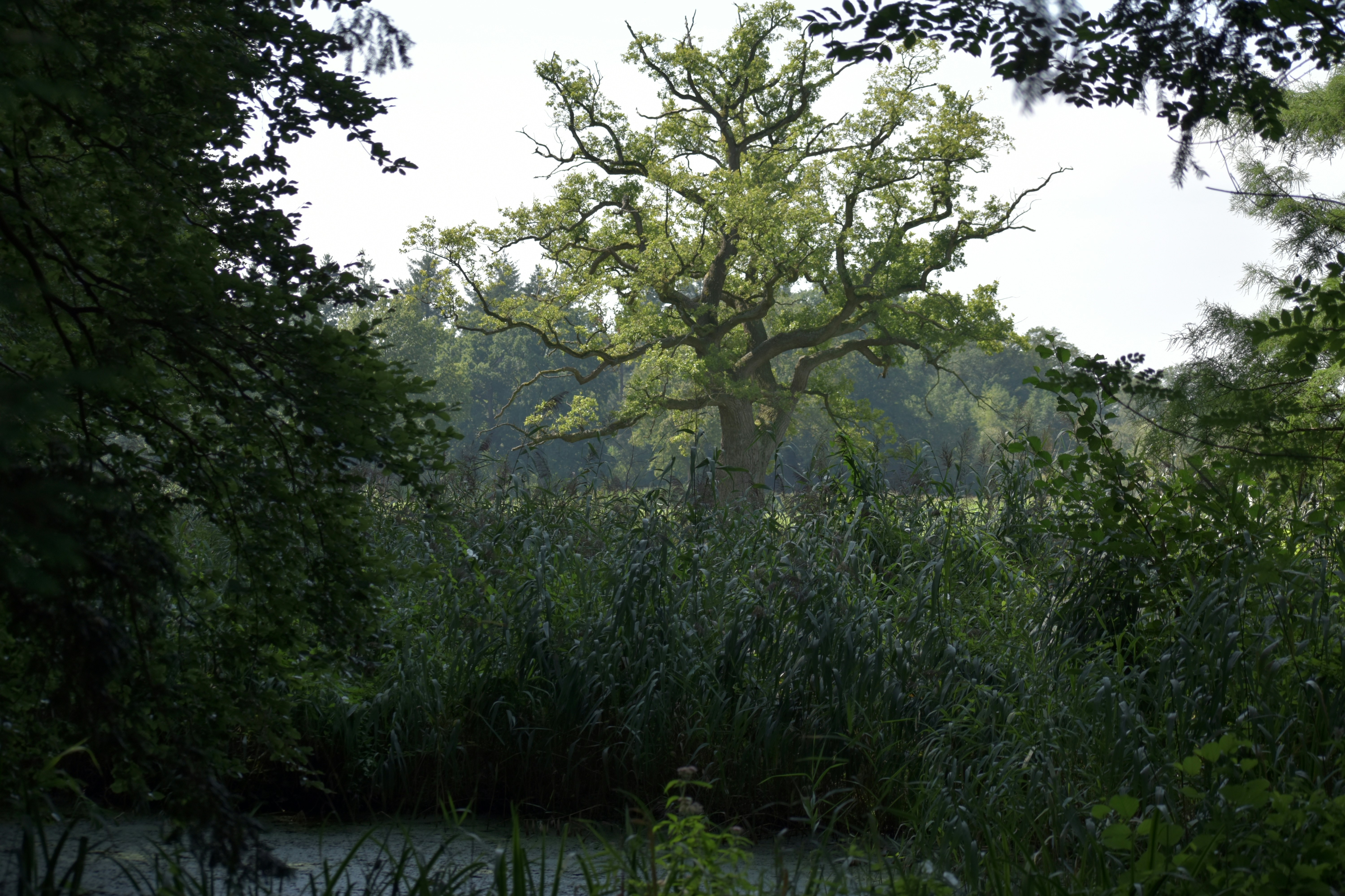 A view of a body of water through some trees