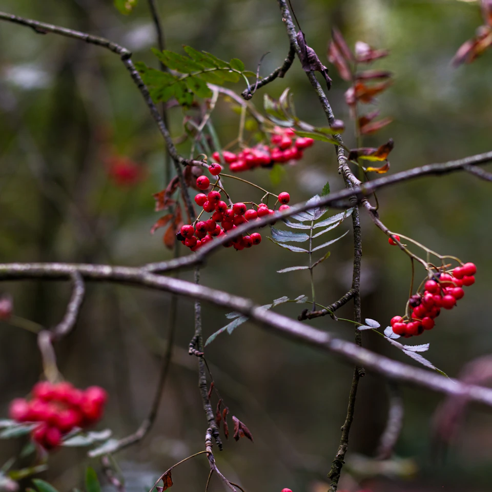 The image depicts a branch adorned with red berries, possibly cranberries or berry bushes, hanging from it. The berries are small and clustered together on the branches, creating an eye-catching display against the backdrop of the blurred forest.
