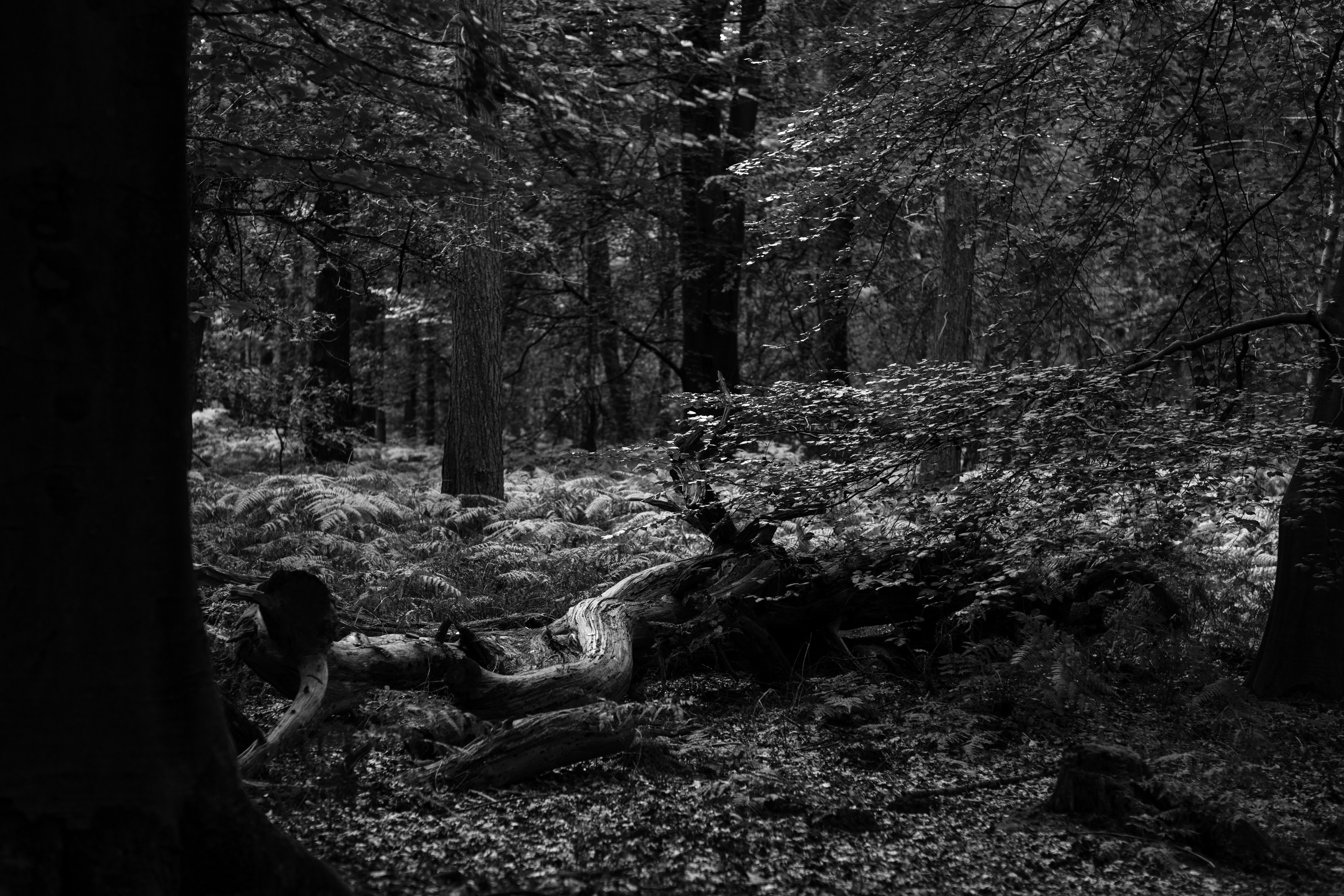 Afbeelding van Baarn