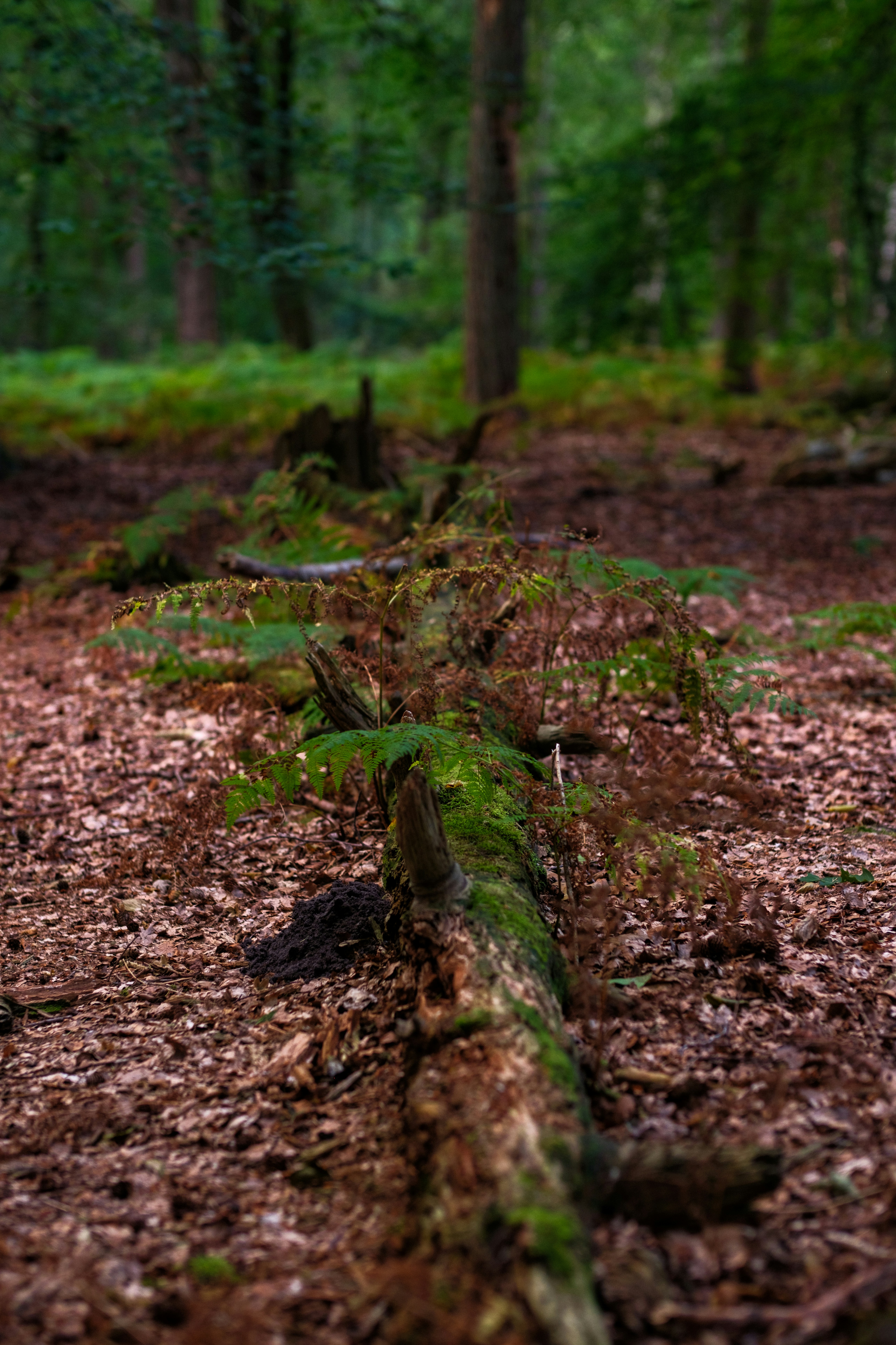 Photo by haberdoedas2