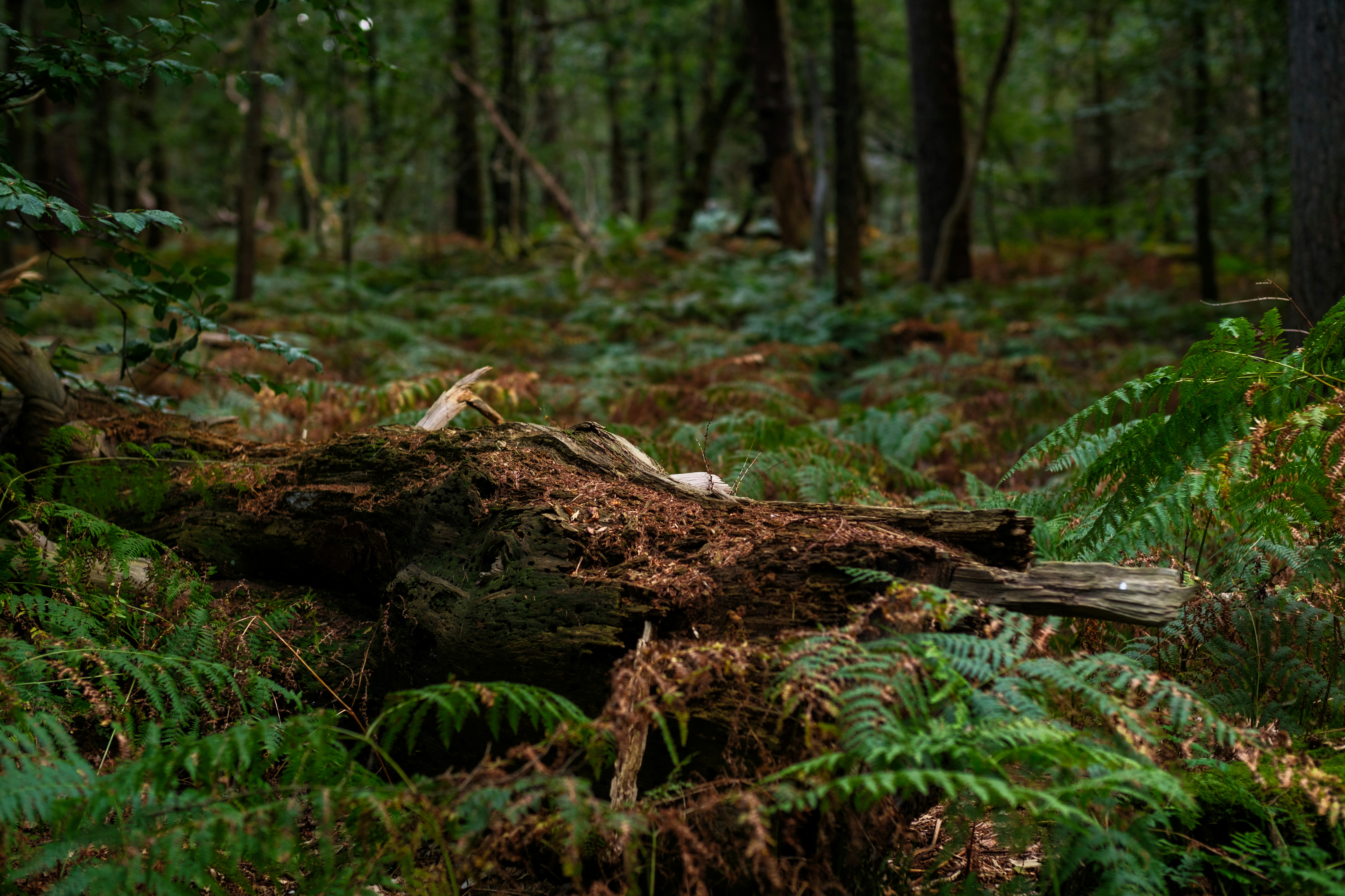 Photo by haberdoedas2