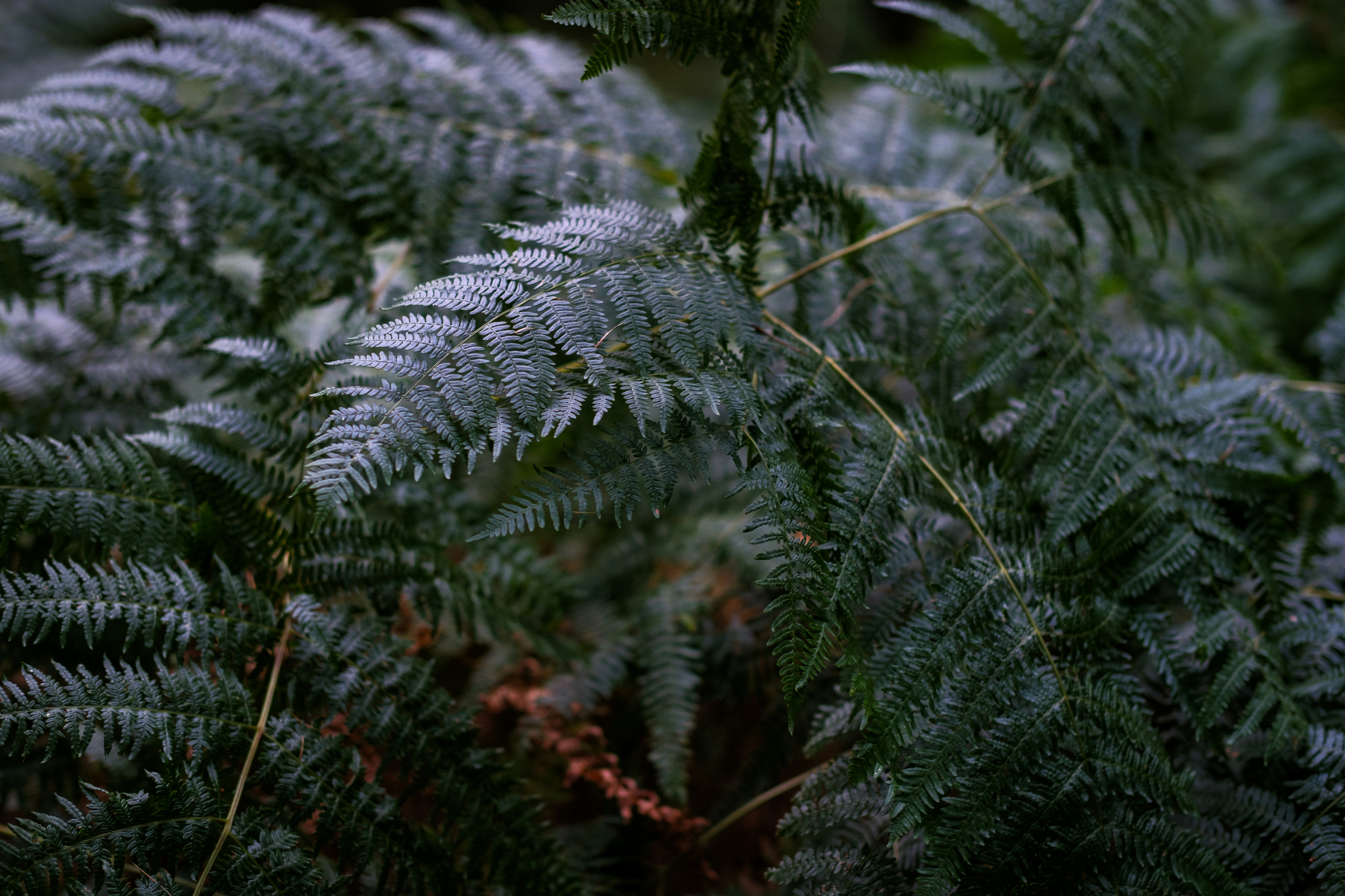A close up of a bunch of green plants