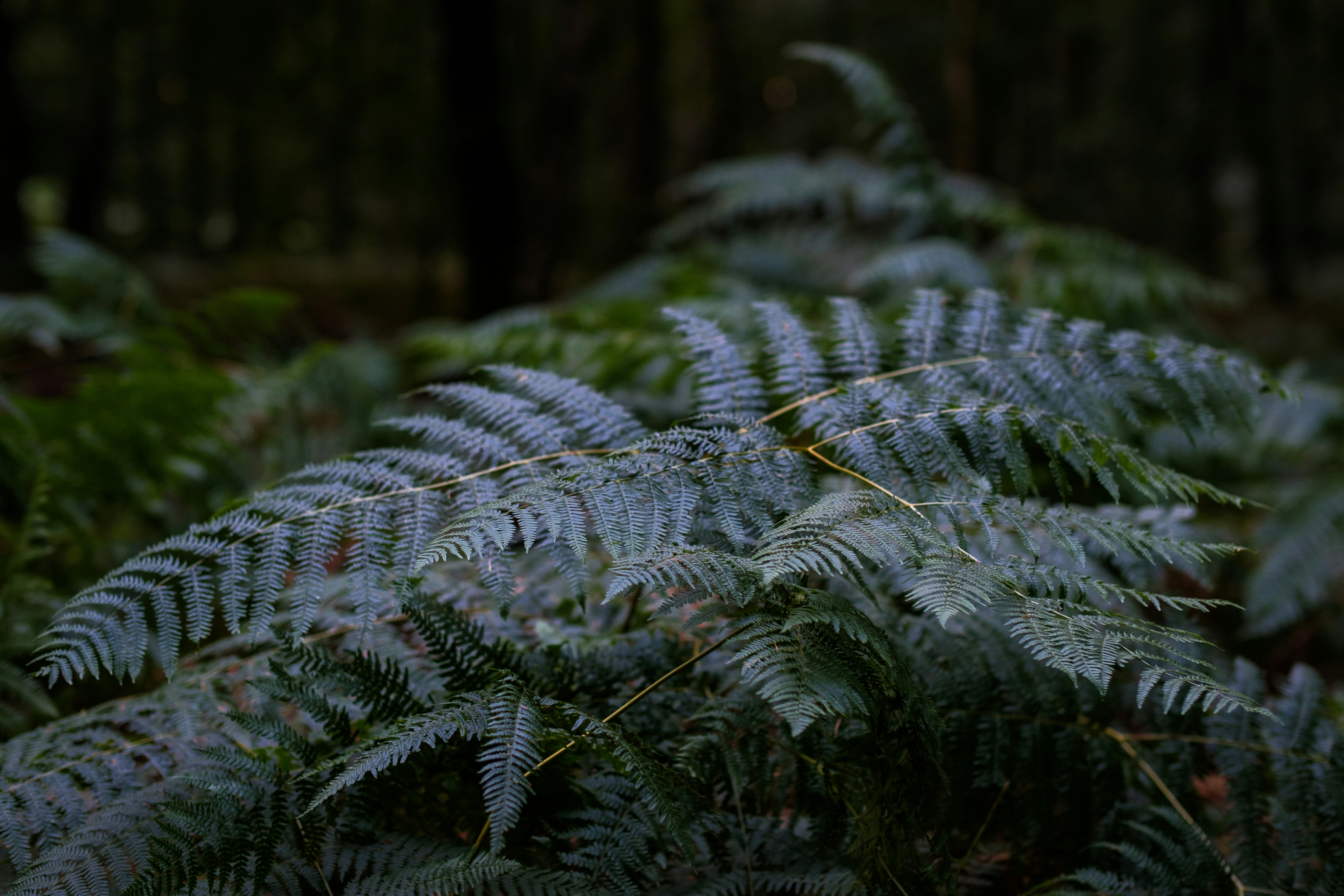 A bunch of plants that are in the woods
