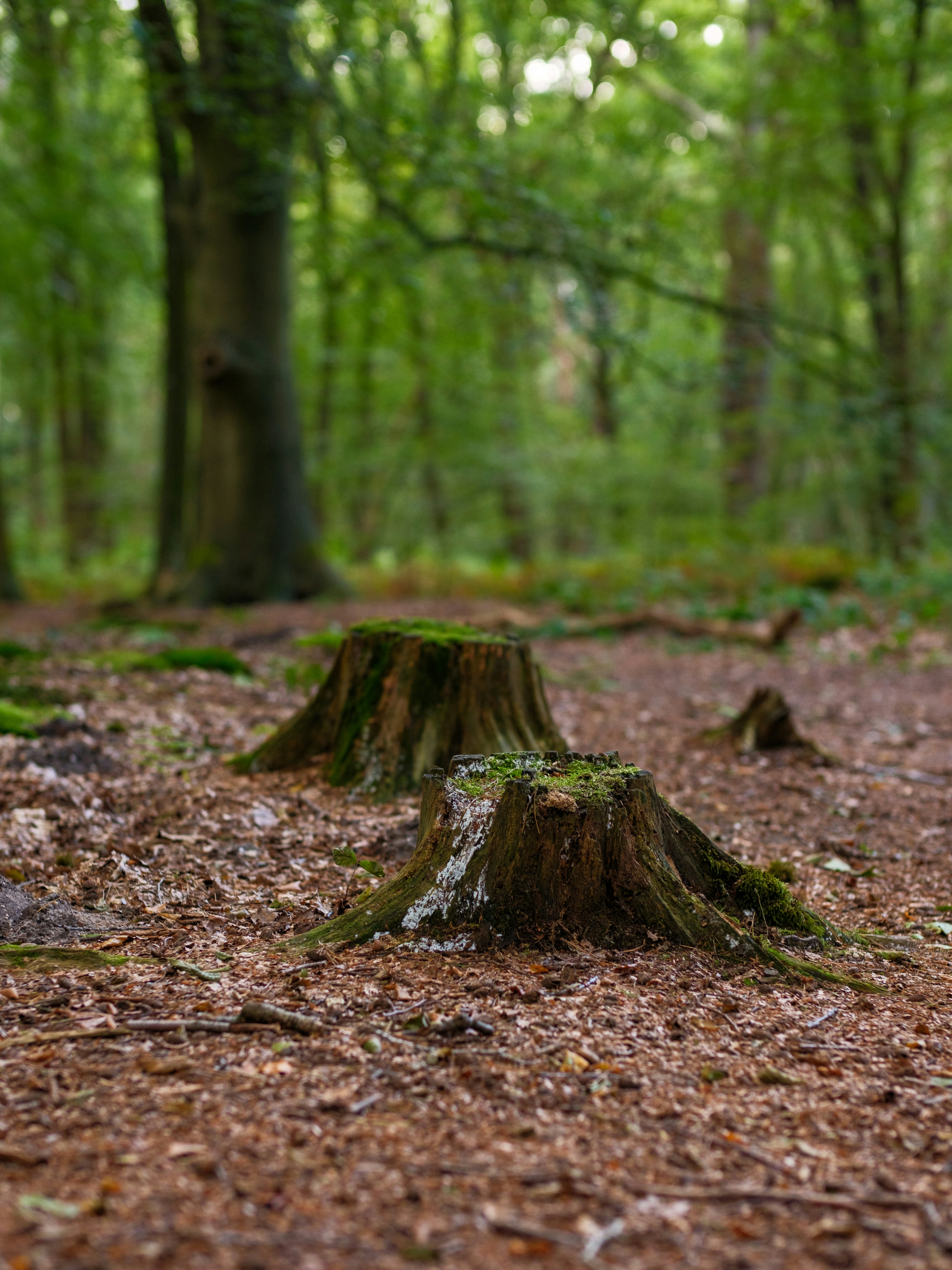 A tree stump in the middle of a forest
