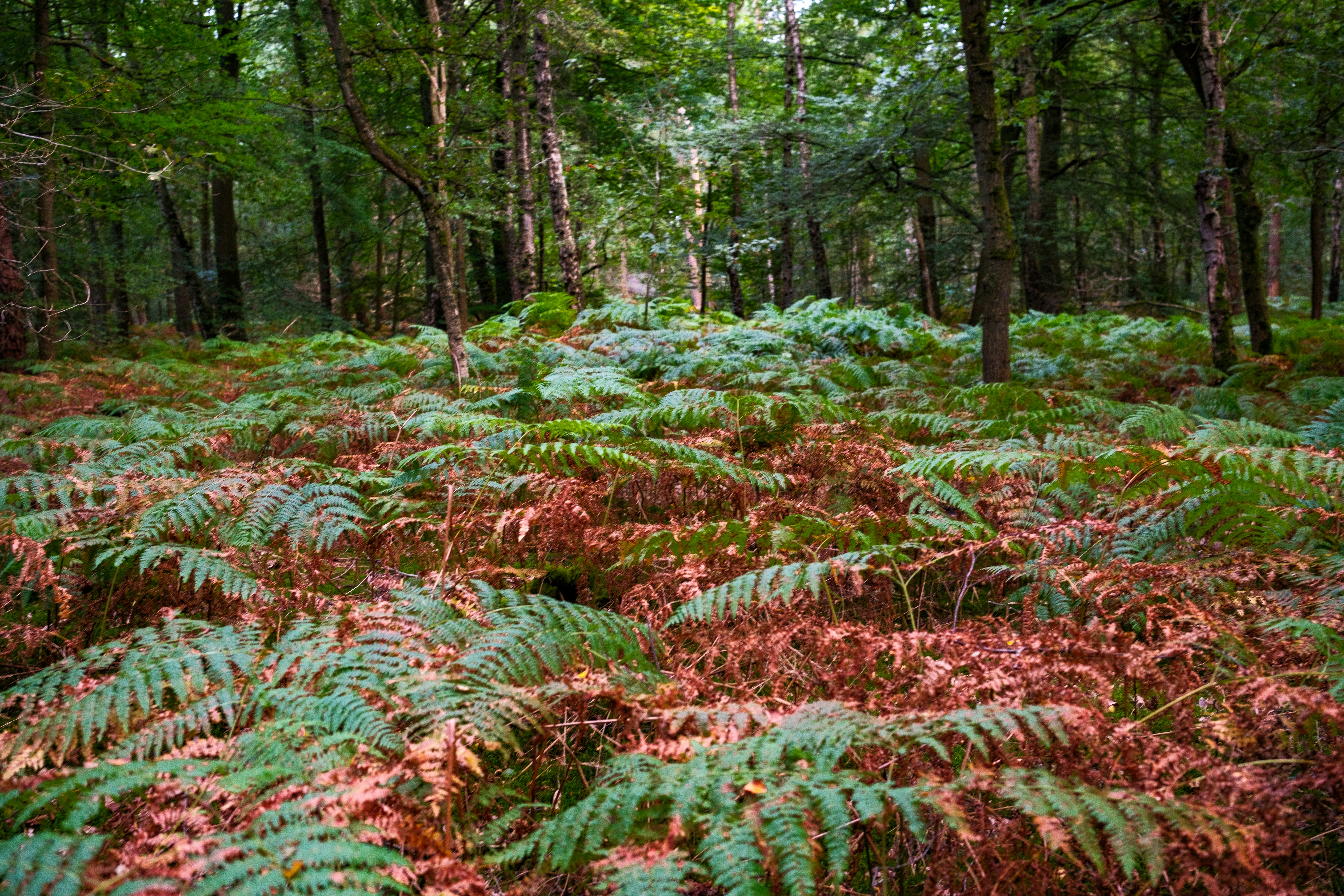 Afbeelding van Baarn
