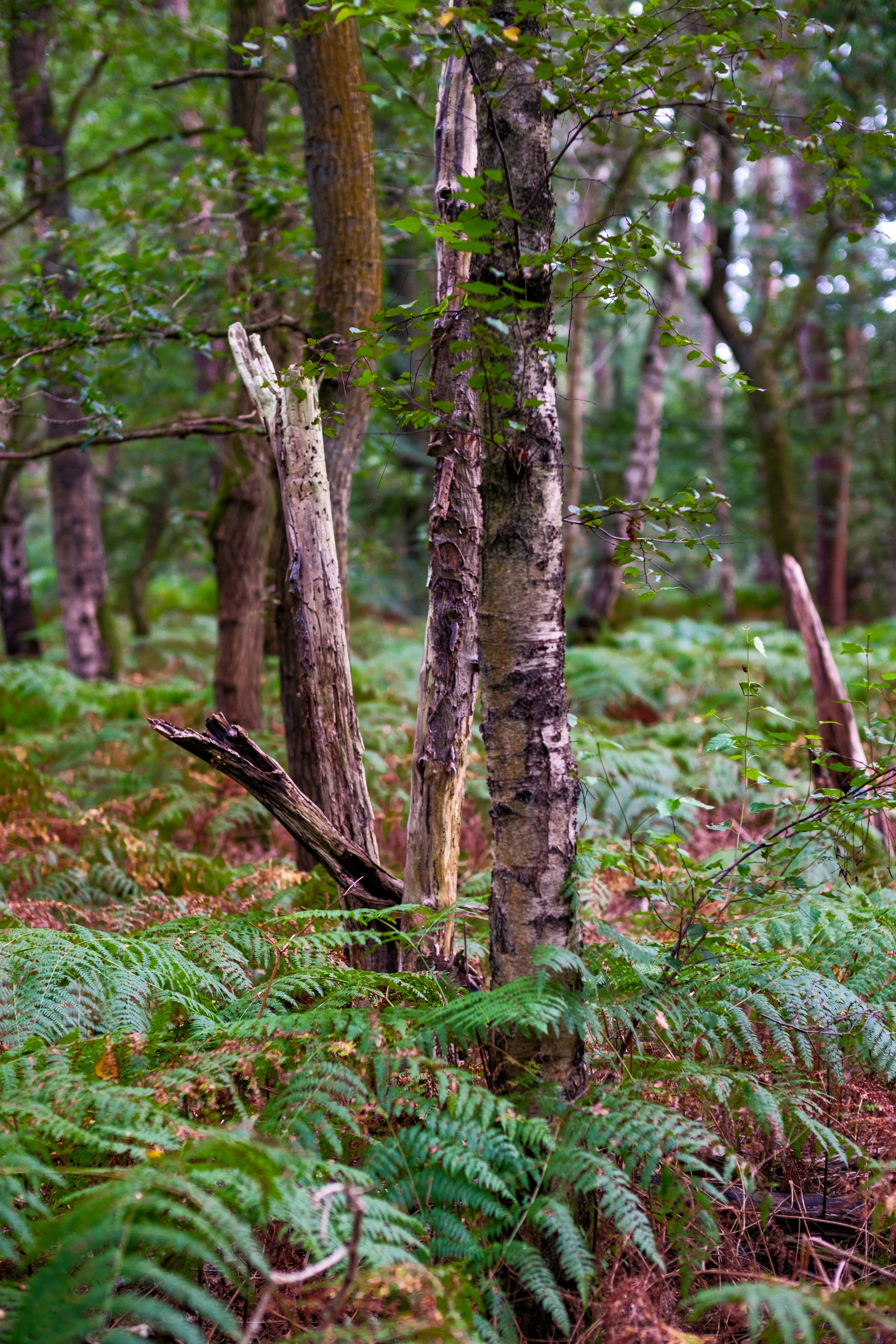 Photo by haberdoedas2