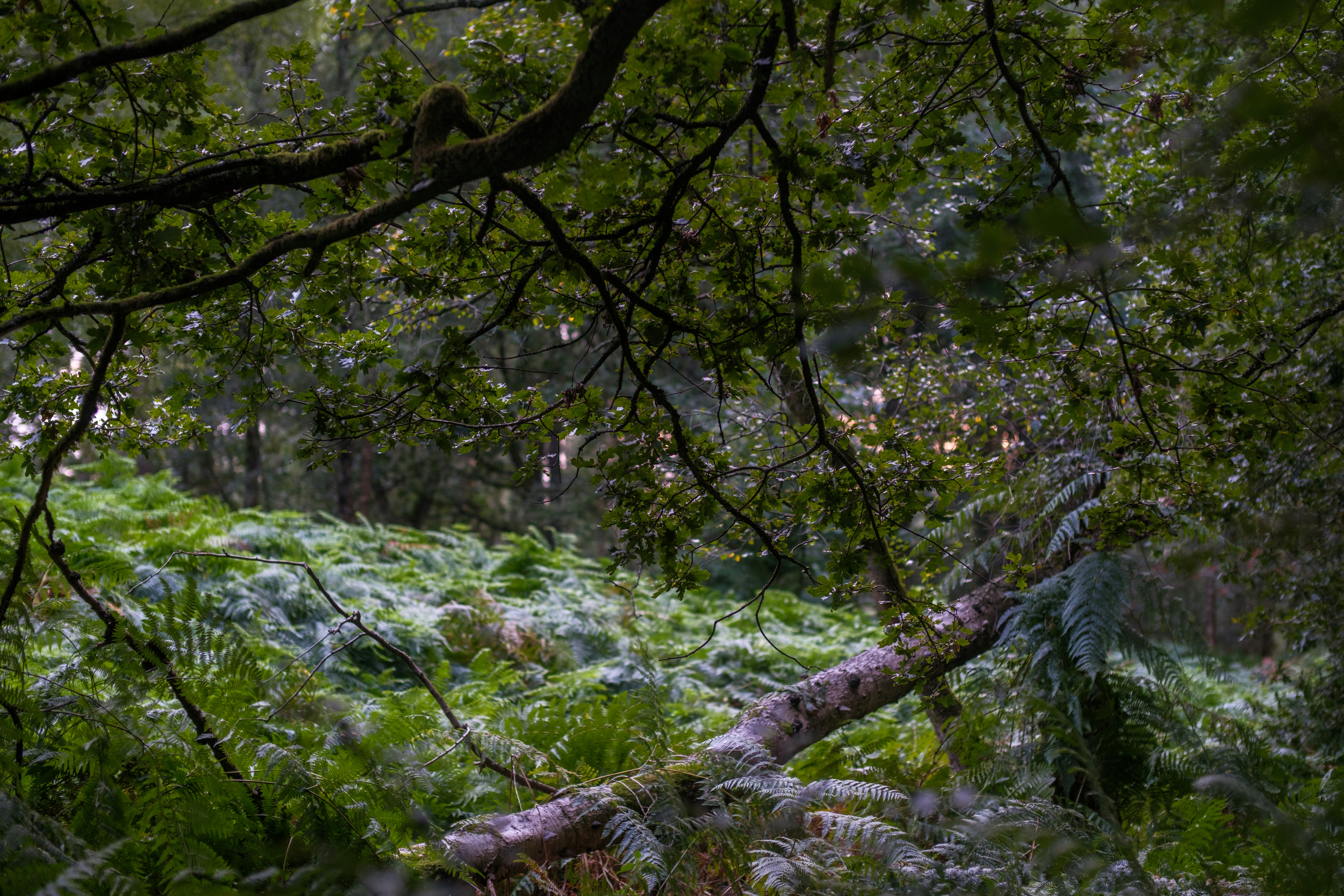 Afbeelding van Baarn