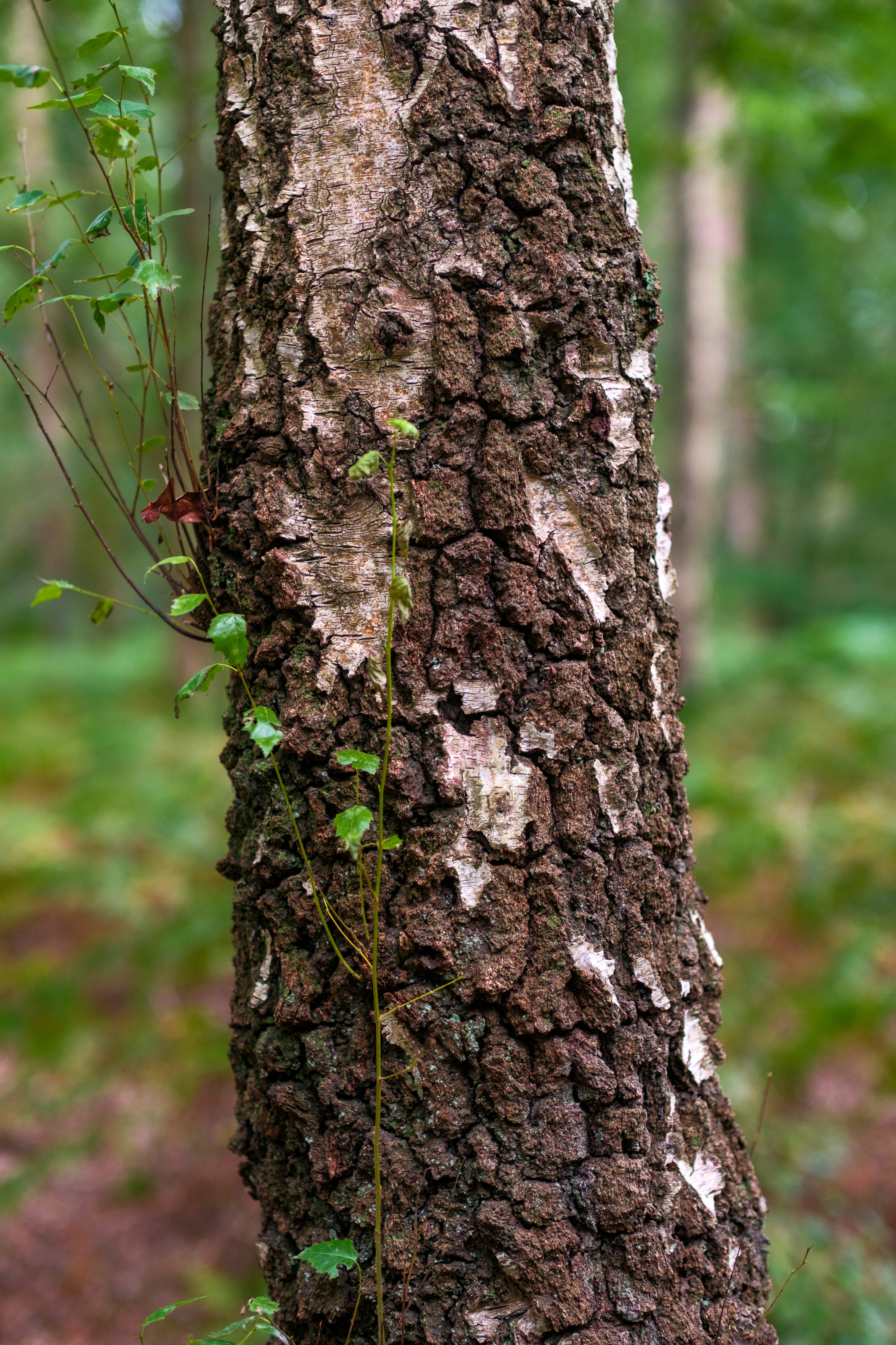 A tree that has some kind of plant growing on it