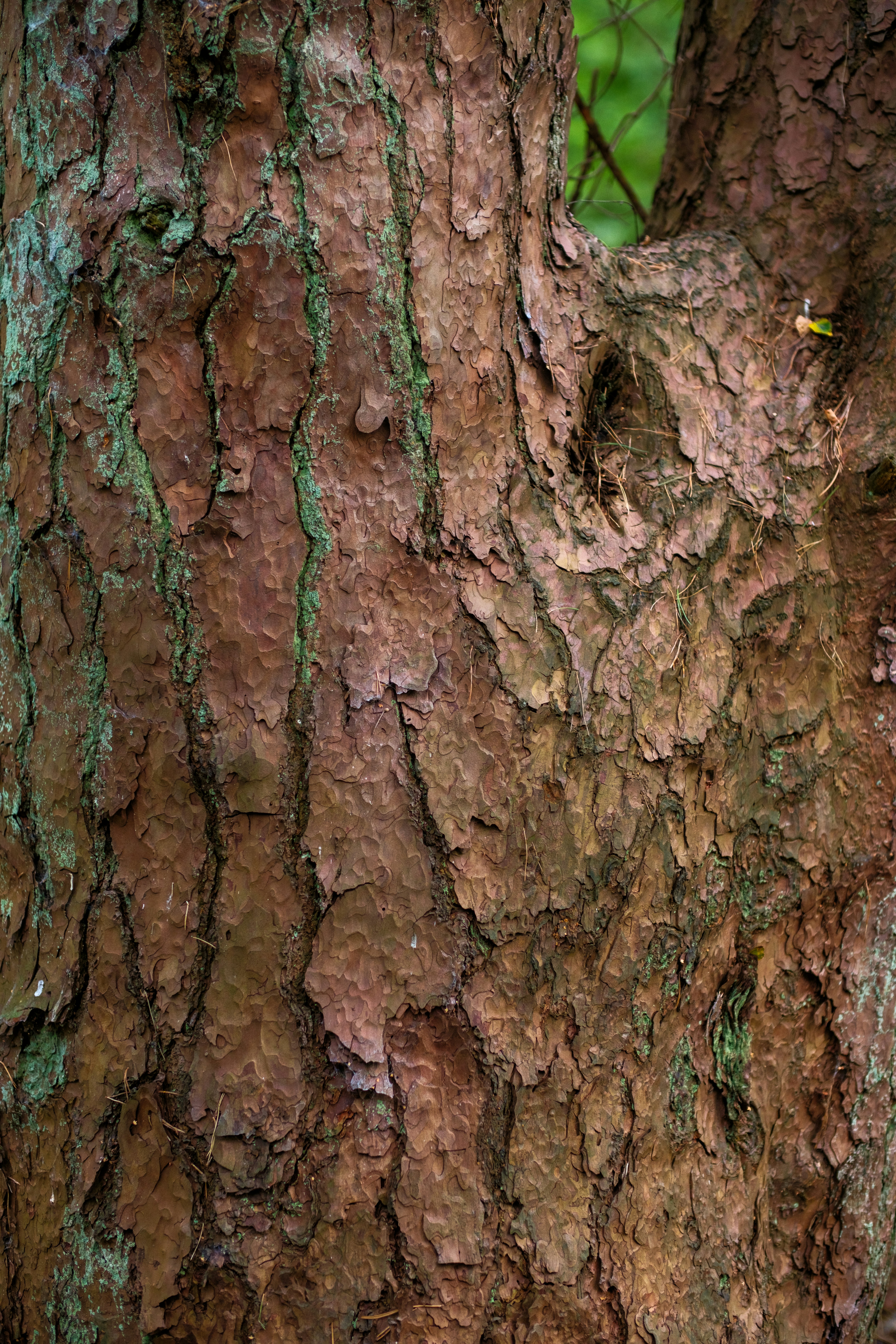 Photo by haberdoedas2