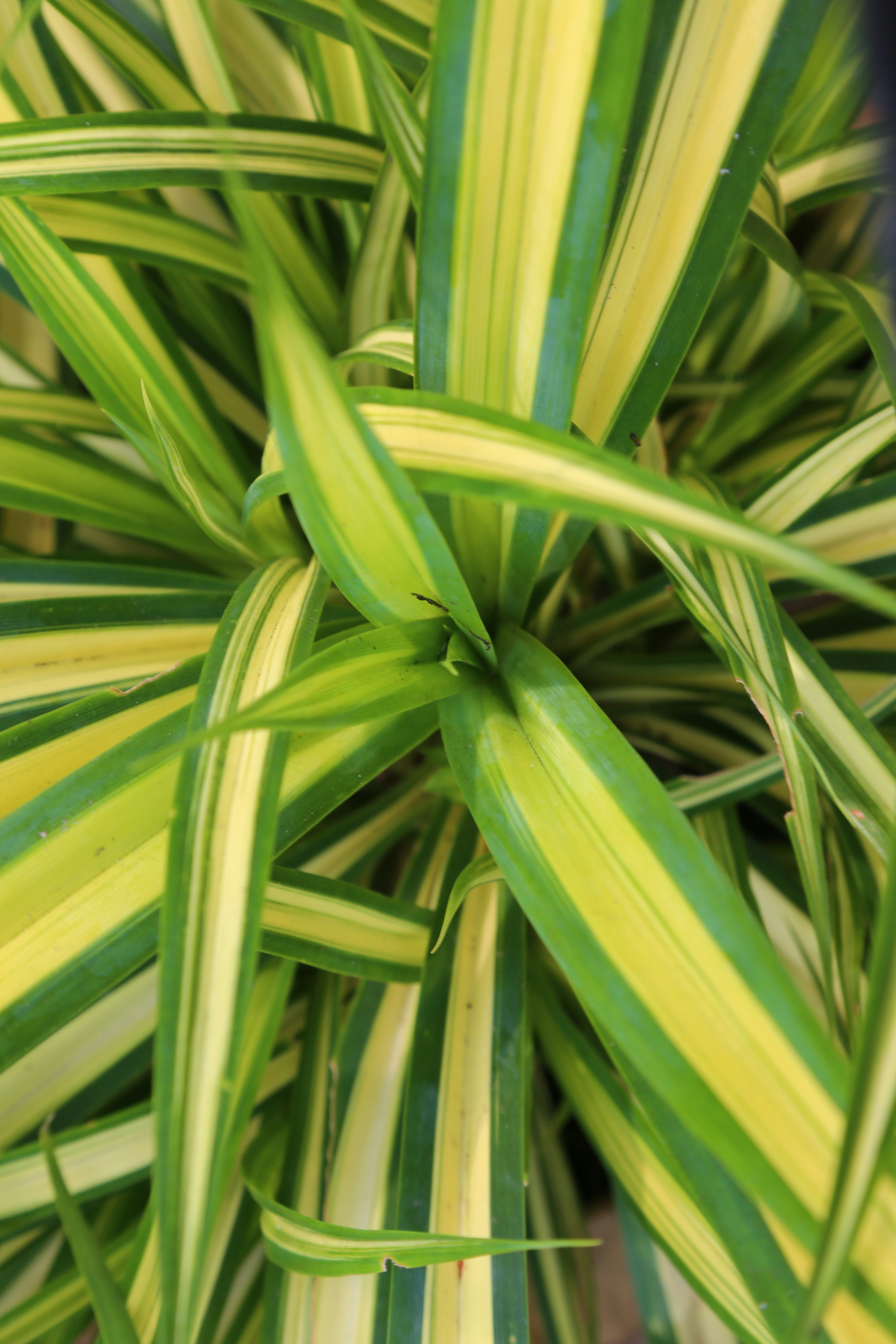 Photo by selipar_jepon