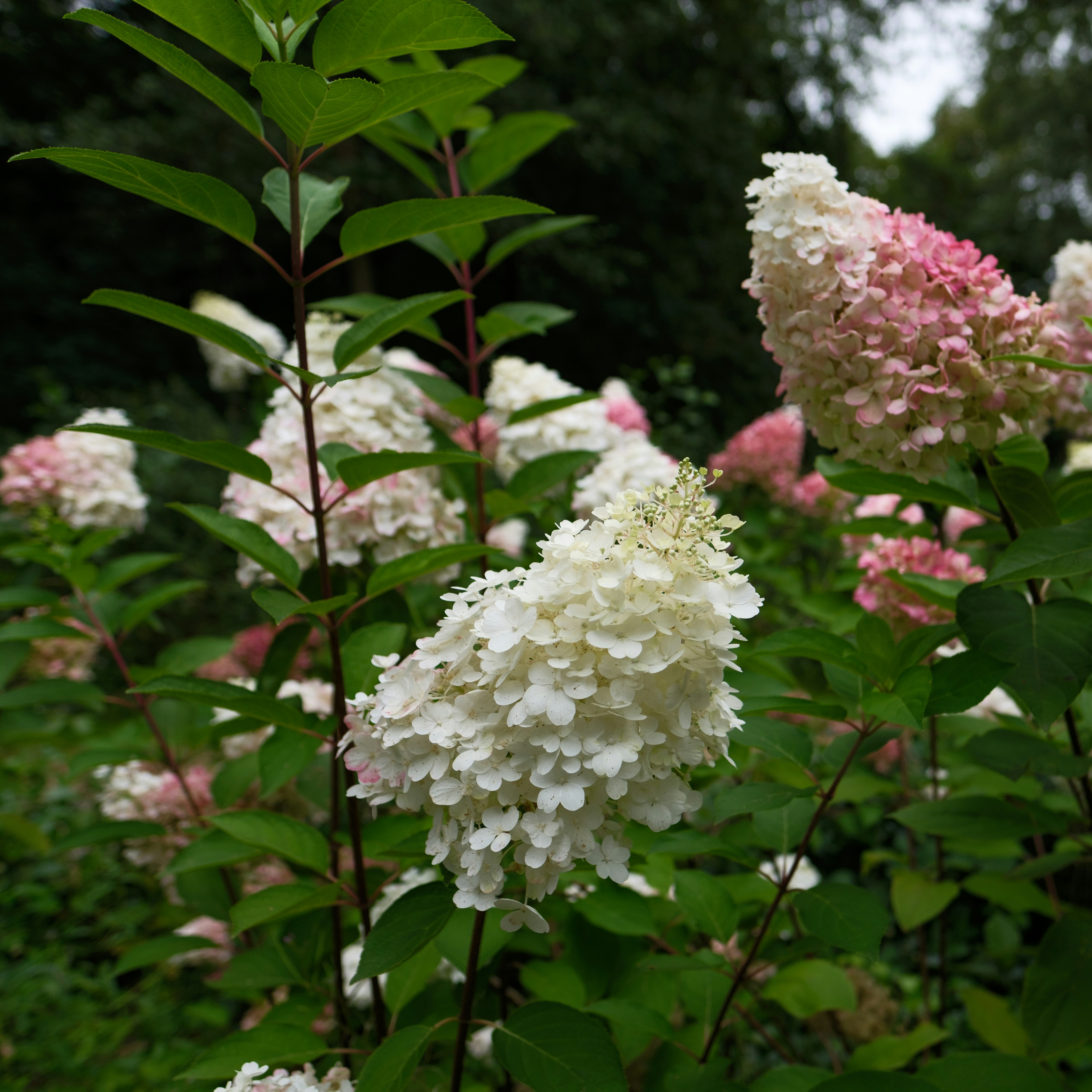 Photo by haberdoedas2