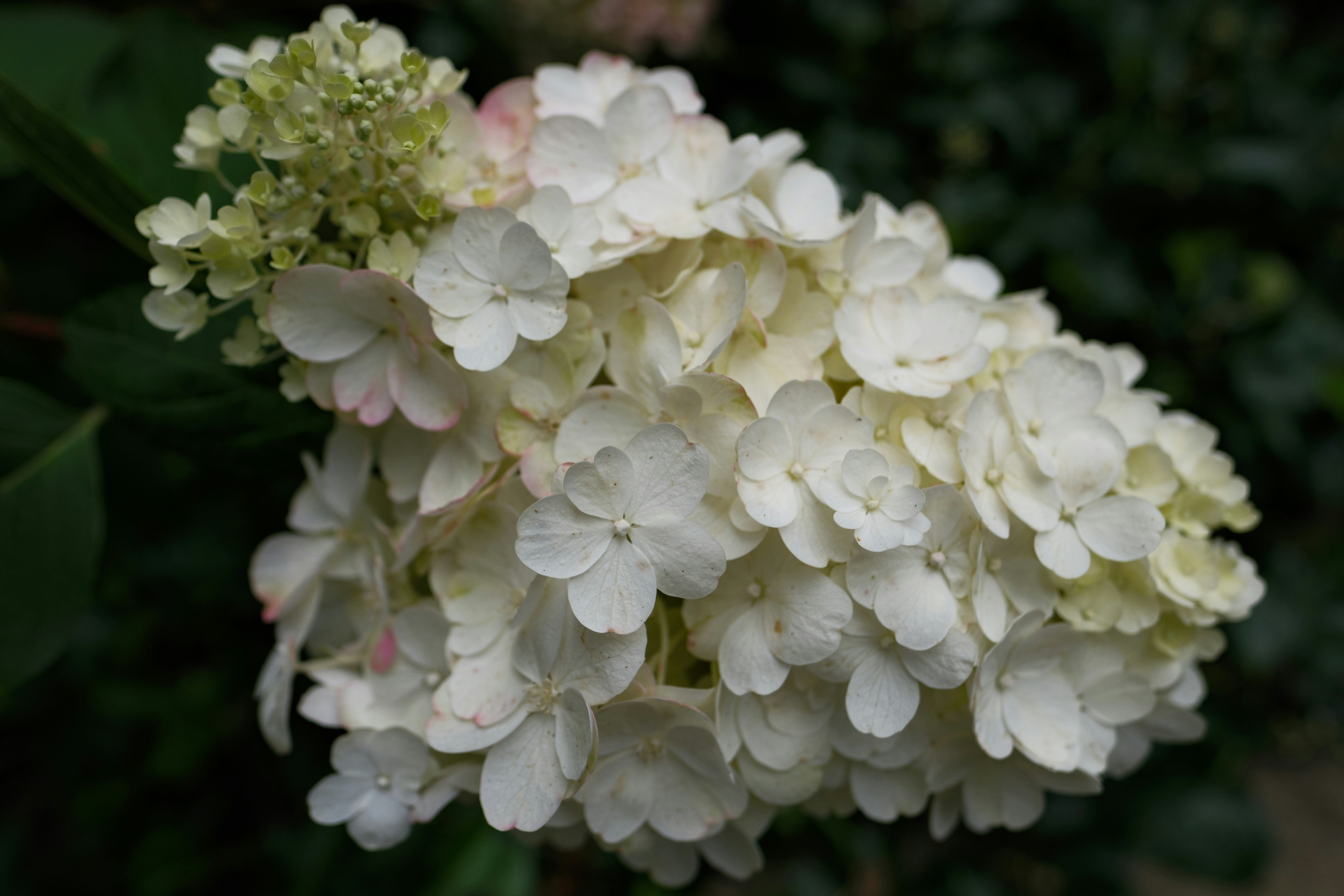 Photo by haberdoedas2