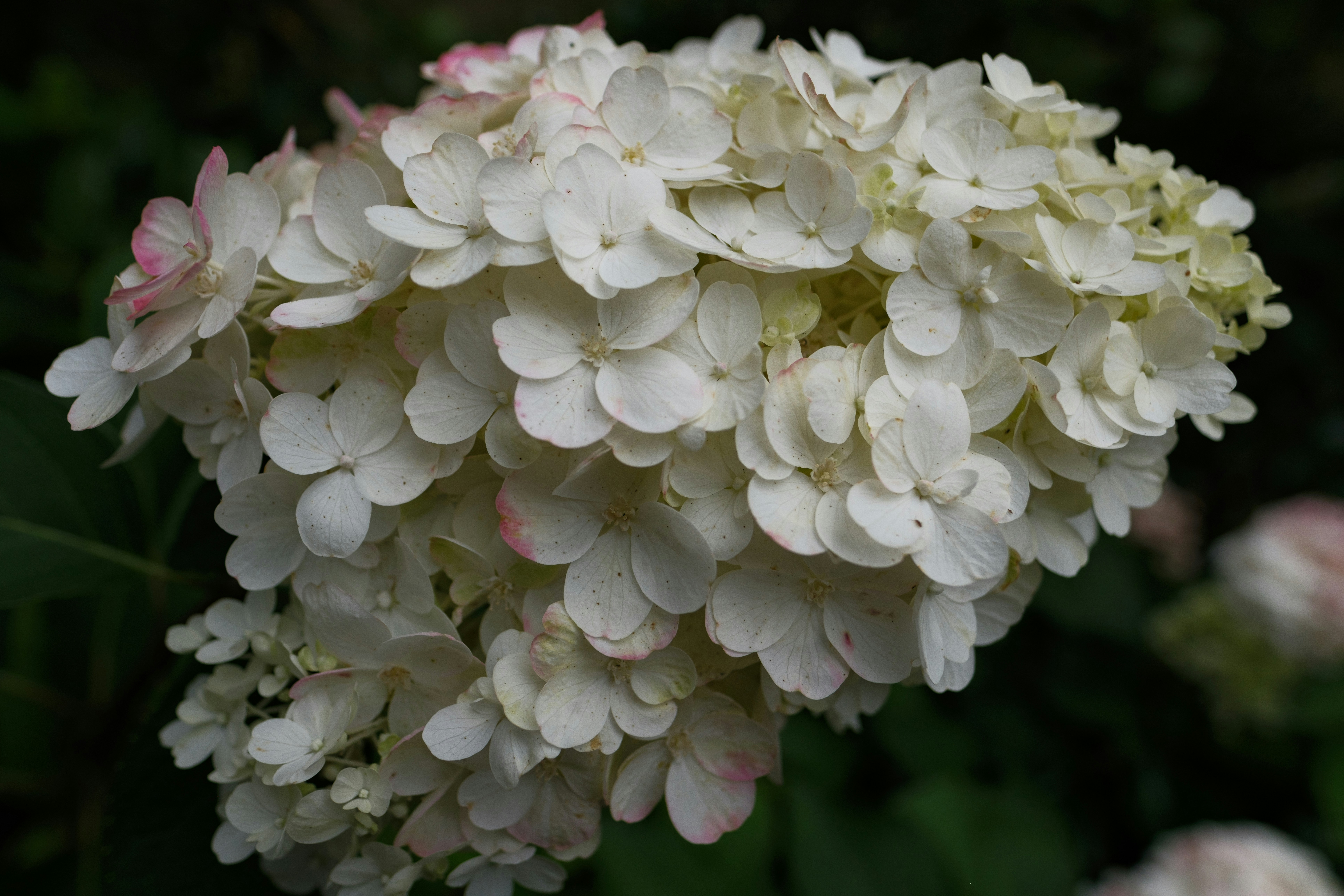 Photo by haberdoedas2