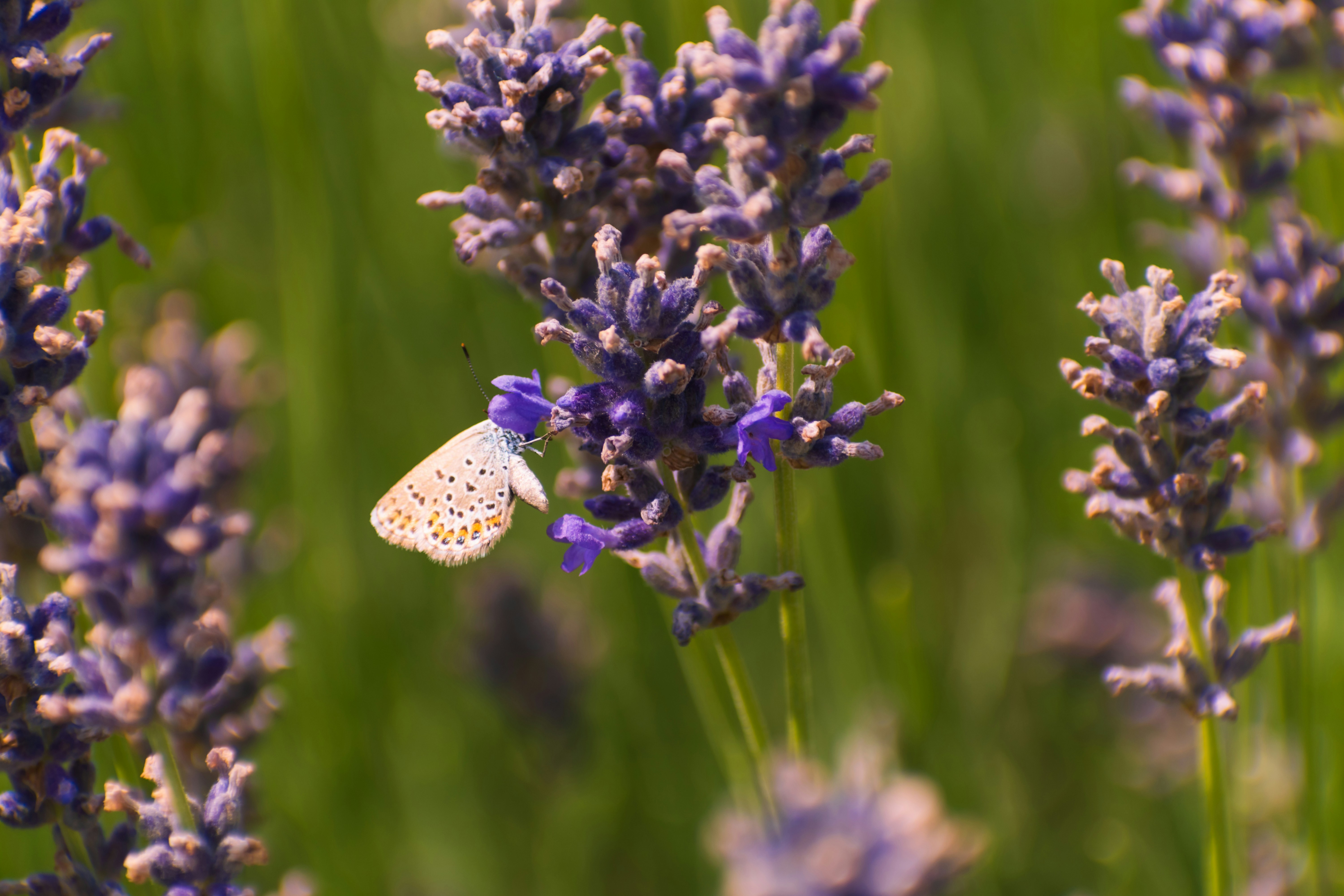 A white butterfly sitting on a lavender flower
